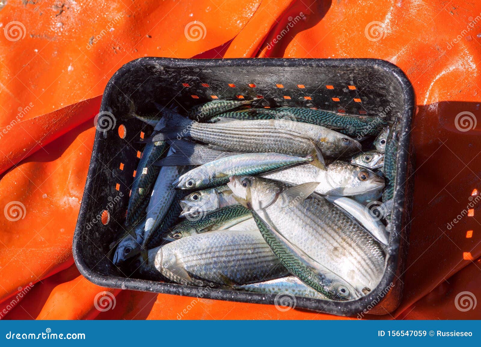 Fresh fish in basket stock image. Image of baskets, nutrition 156547059
