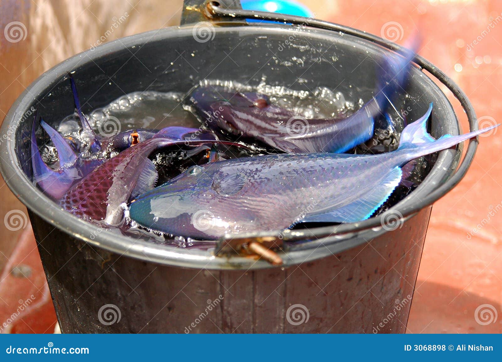 Fresh fish in a bucket stock photo. Image of fishing, full - 3068898