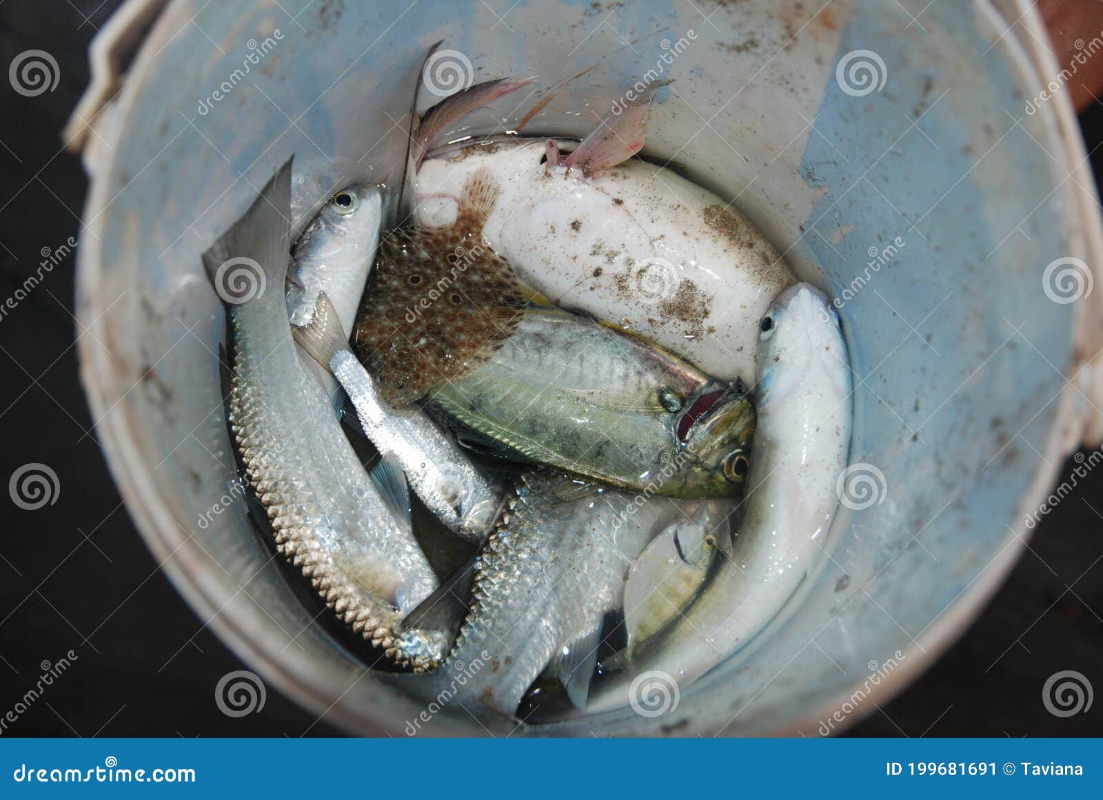 Fresh fish in a bucket. stock image. Image of seafood - 199681691