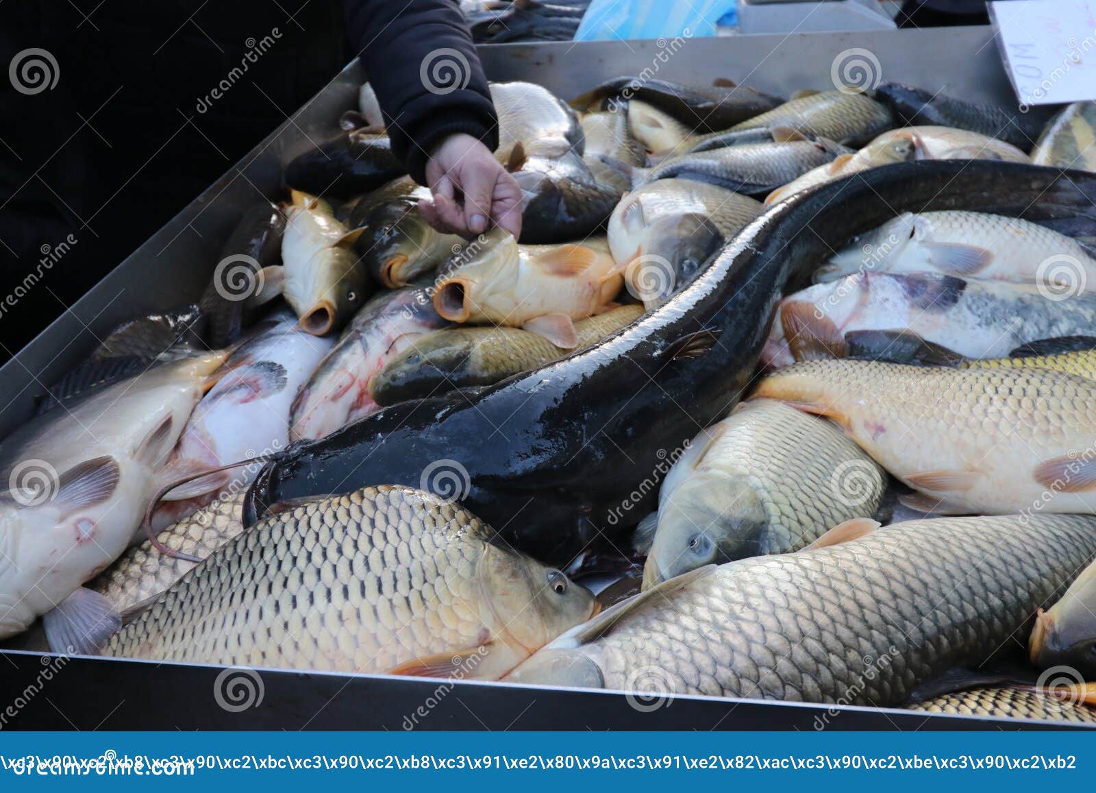 Fresh fish Carp stock image. Image of animal, farm, fresh 133779843