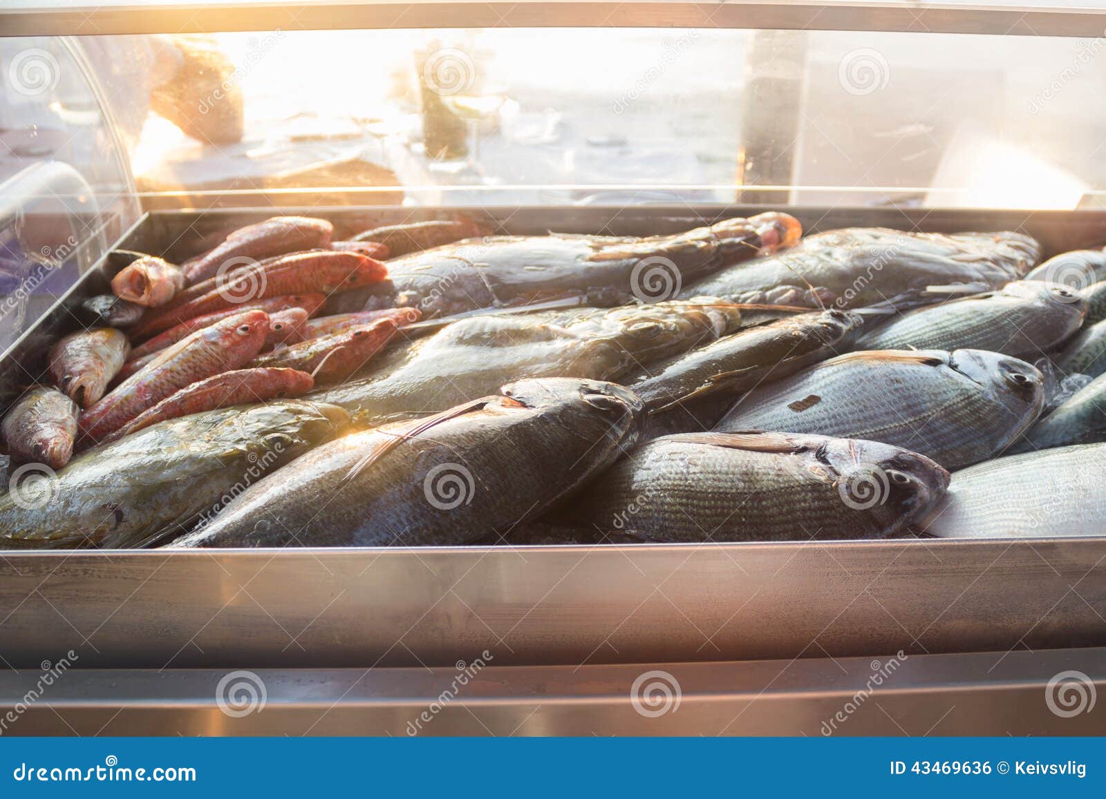 Fresh fish catch stock photo. Image of fresh, closeup 43469636