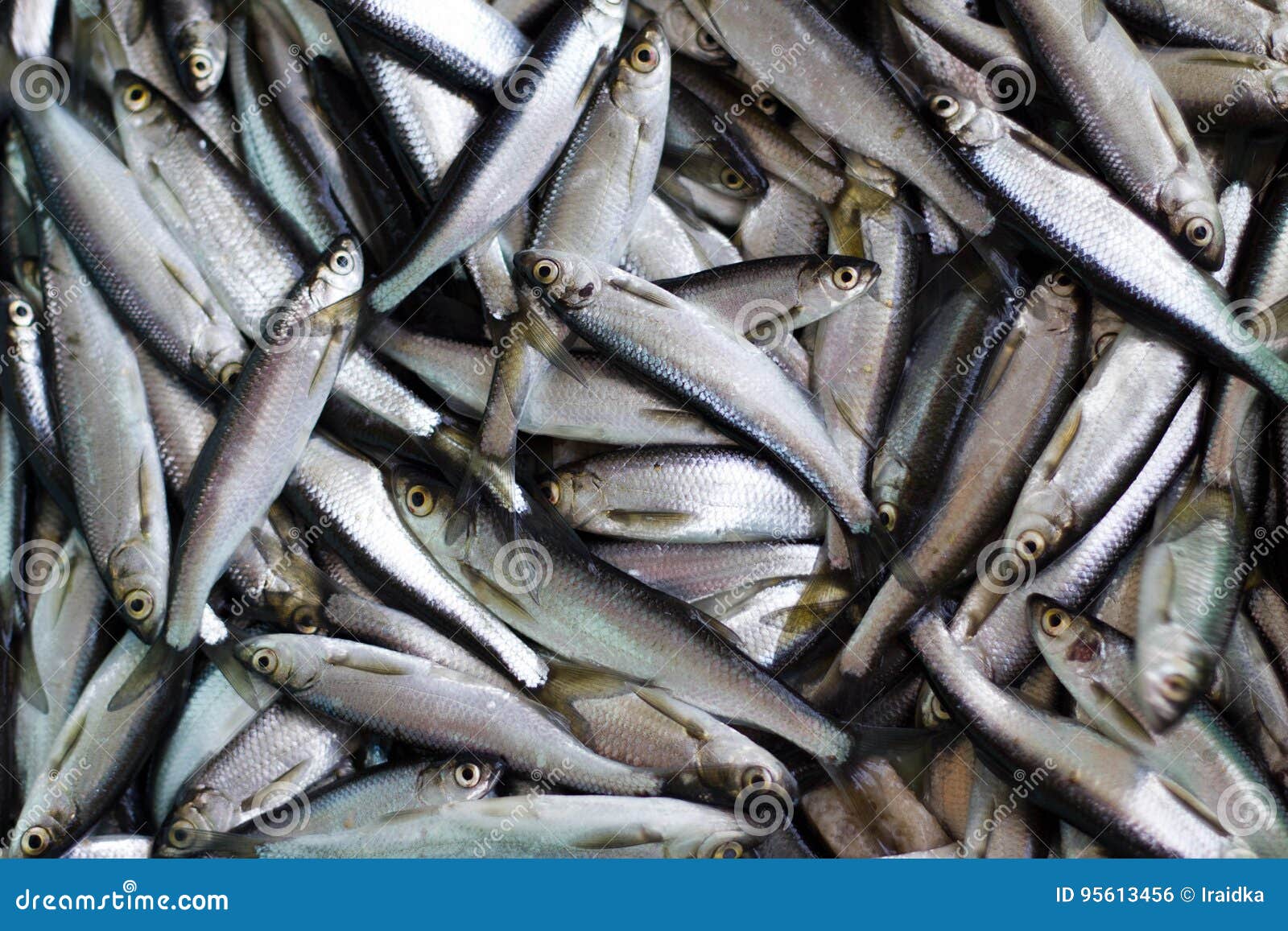 Fresh fish catch. stock photo. Image of catch, omega 95613456