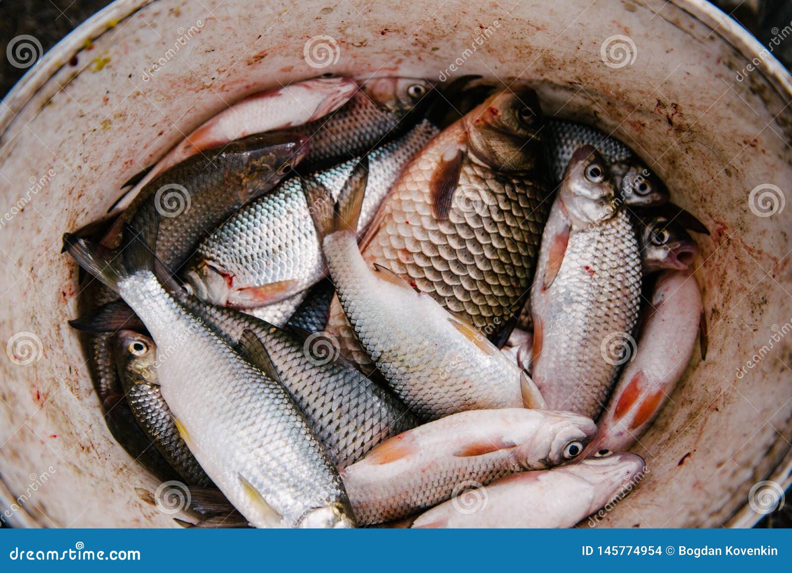 Fresh Fish Caught on Fishing Lies in a White Bucket Stock Photo