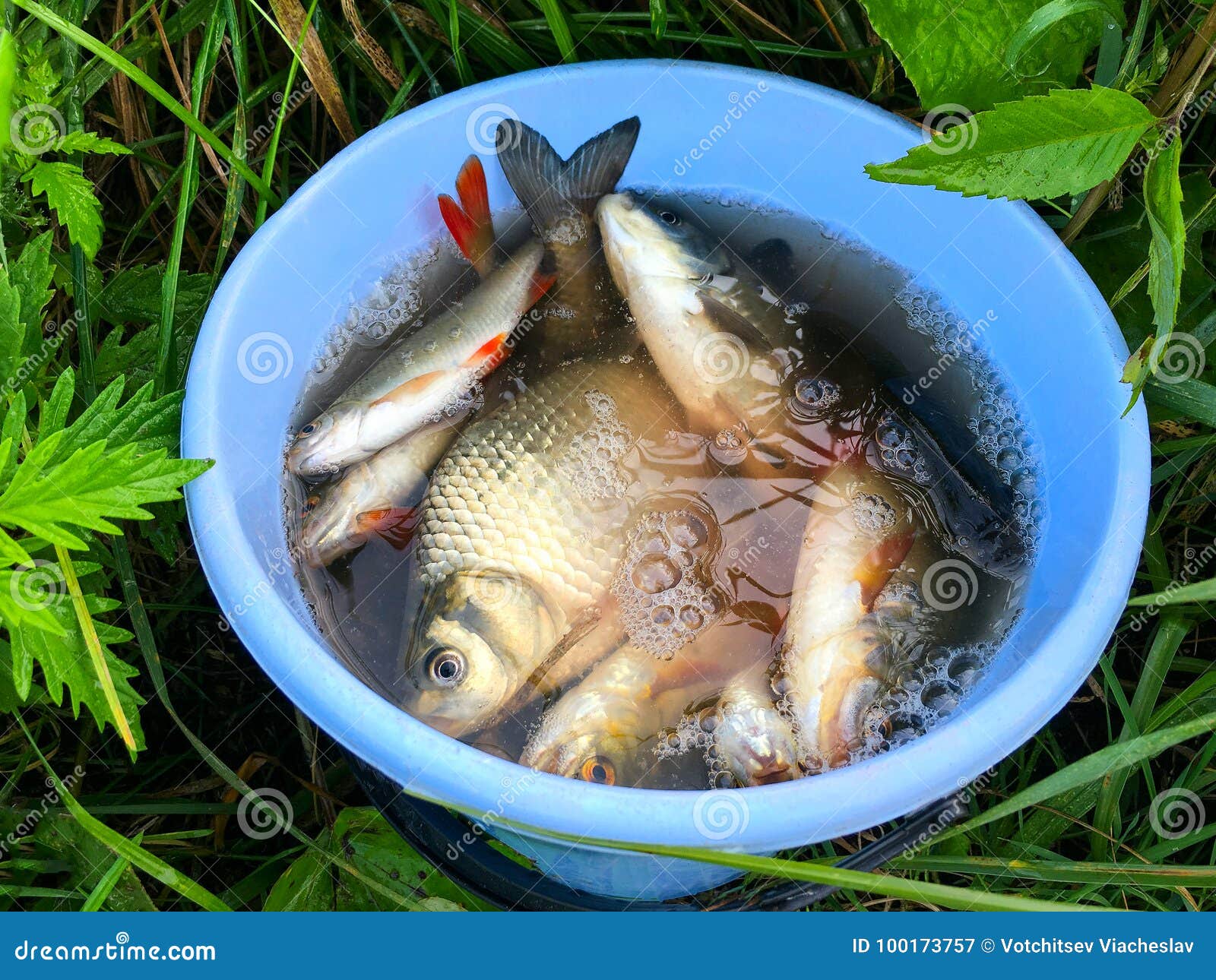 Fresh Fish Caught on a Fishing Rod in a Bucket Stock Image - Image