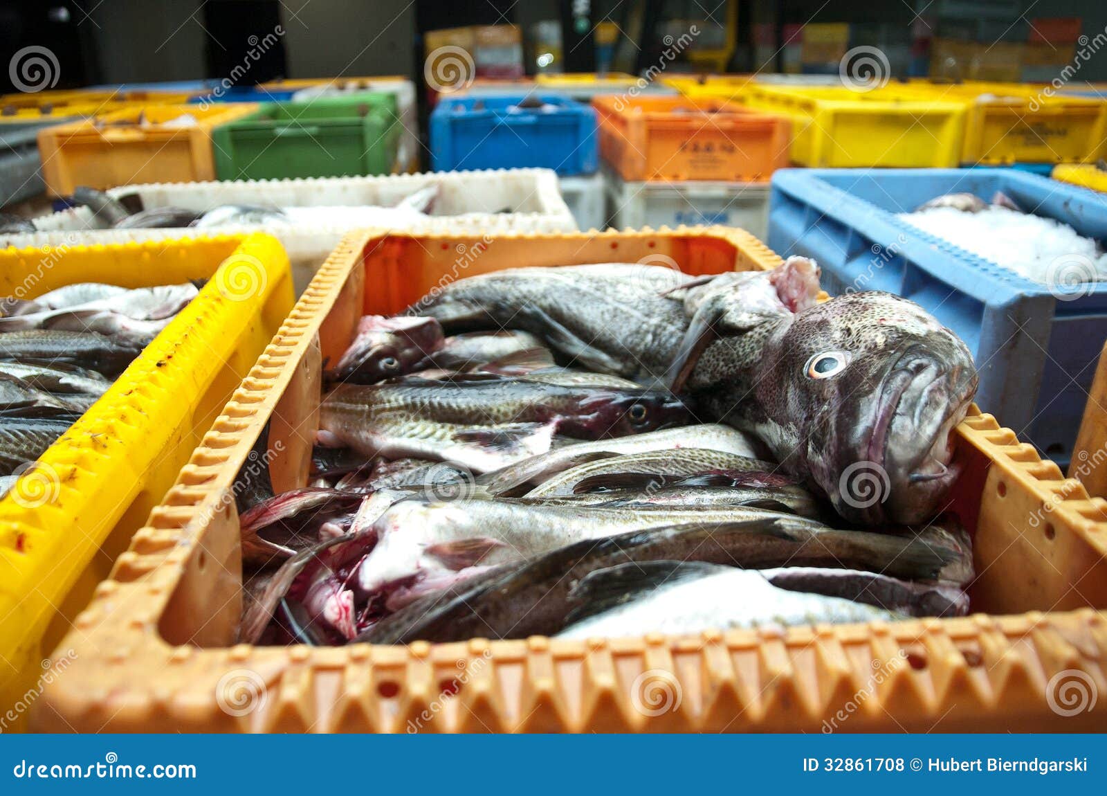 Fresh Cod Fish in Shipping Container Stock Photo - Image of boxes, cleaned:  32861708