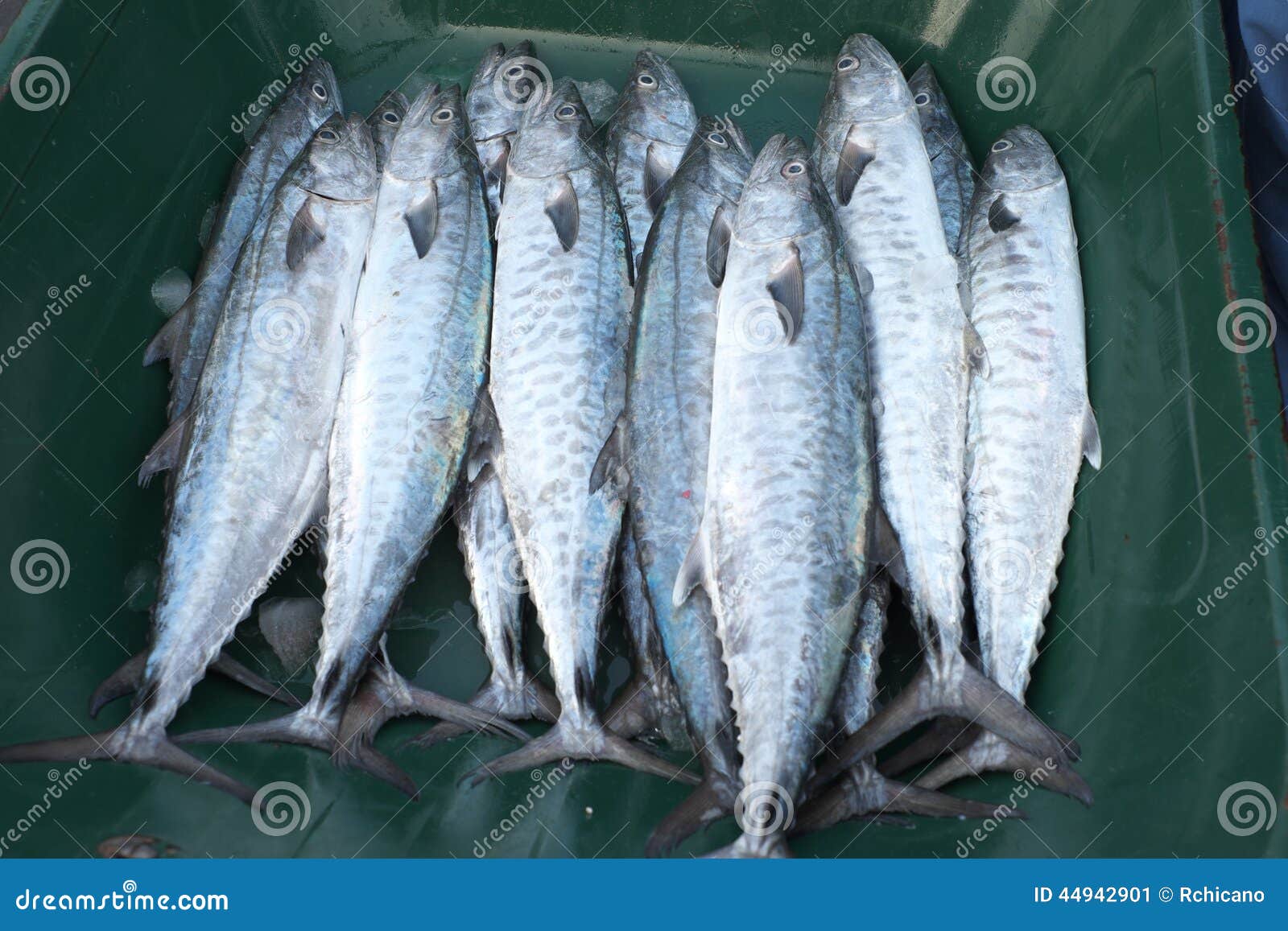 Fresh Fish at Dubai Fish Market Stock Image Image of caught, animals