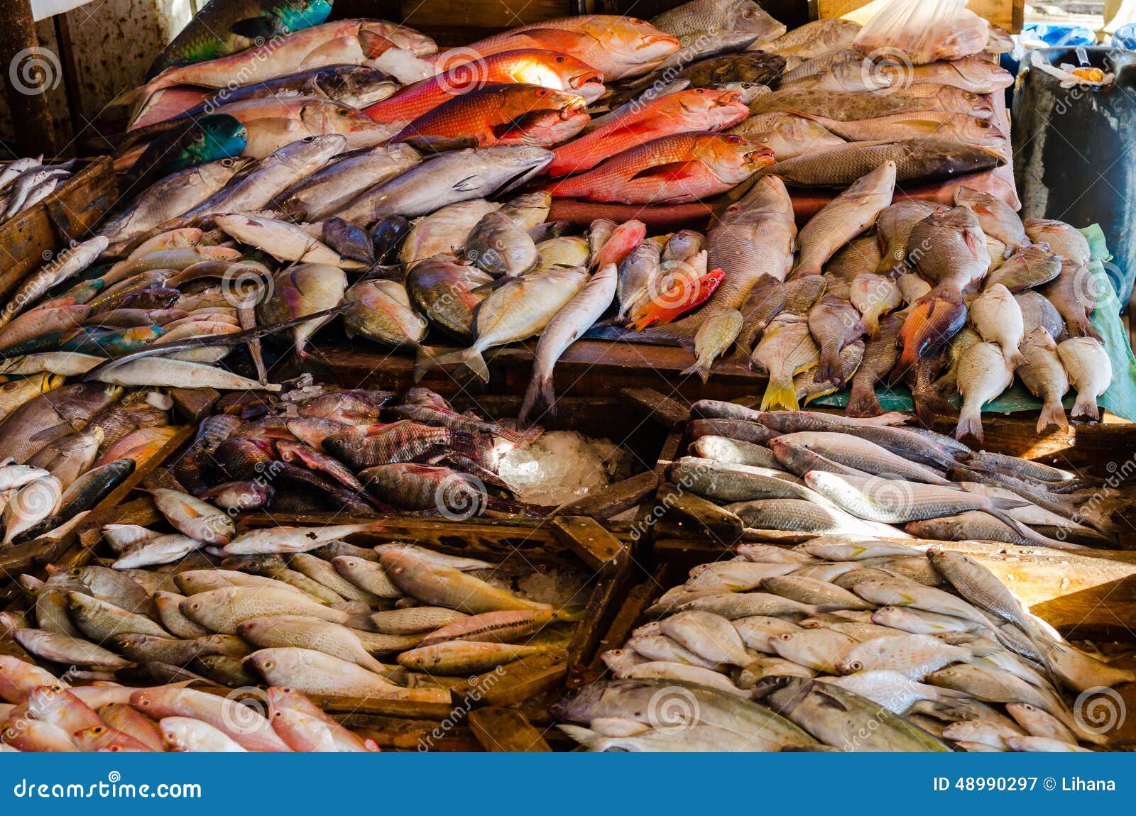 Fresh Fish at the Fish Market in Hurghada Stock Image Image of silver