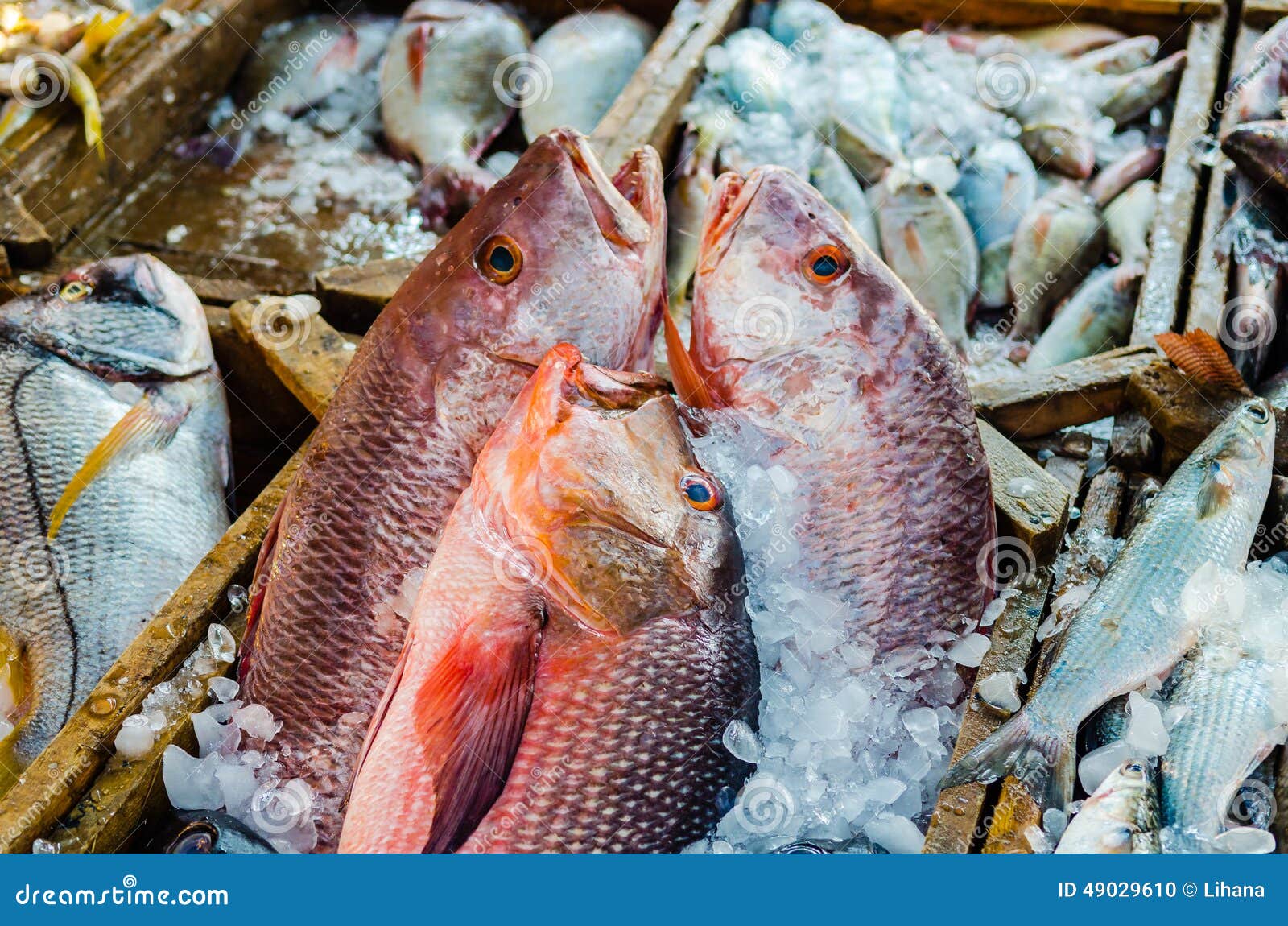 Fresh Fish at the Fish Market in Hurghada Stock Photo Image of bream