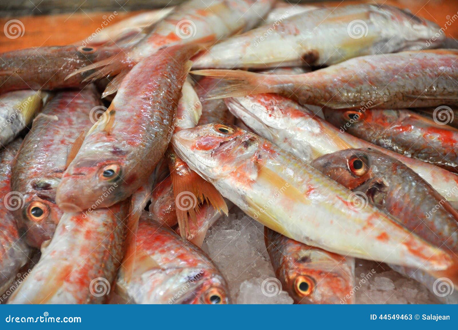 Fresh Fish in a Fish Market Stock Image Image of market, kitchen
