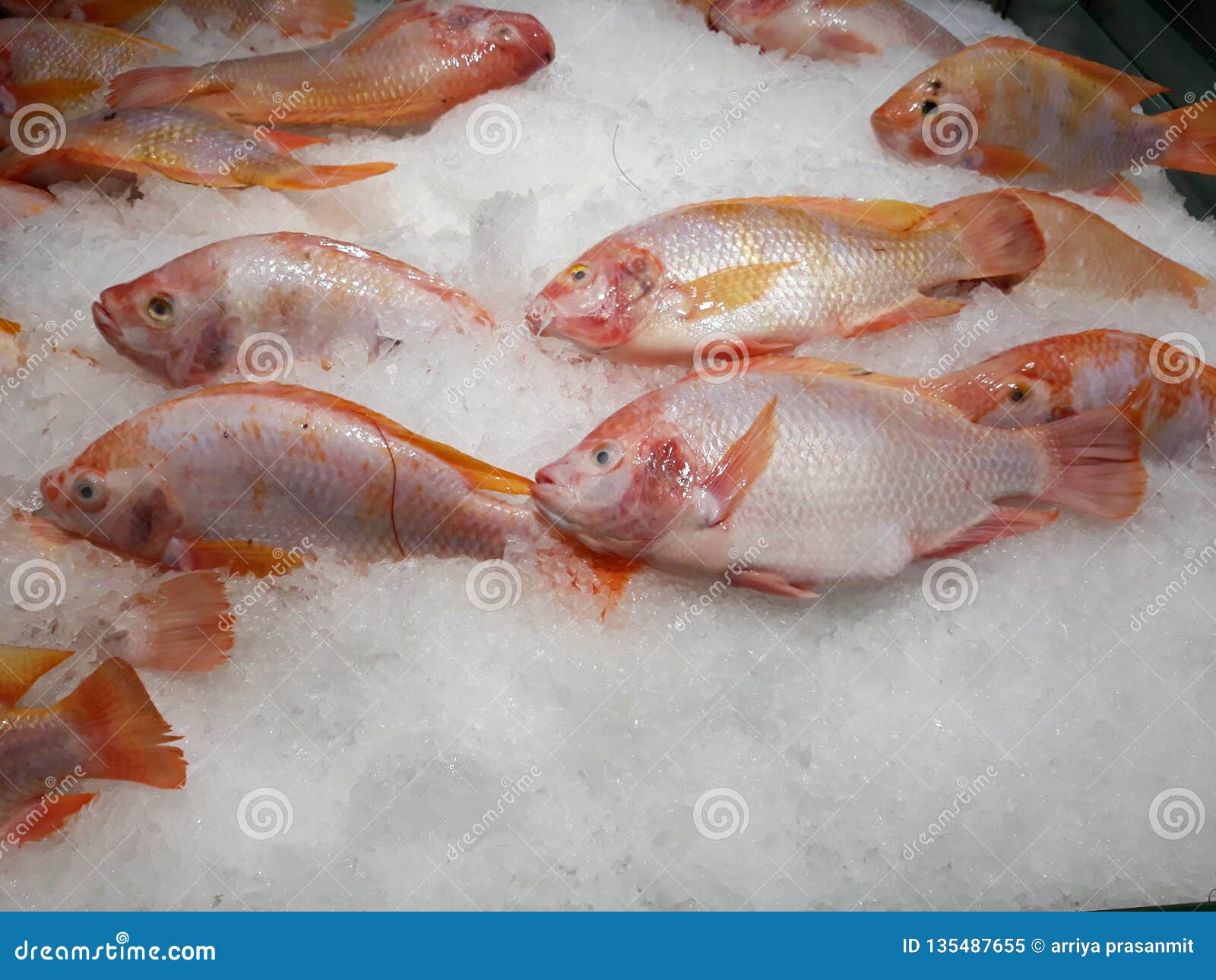 Fresh fish frozen on ice. stock image. Image of frozen - 135487655