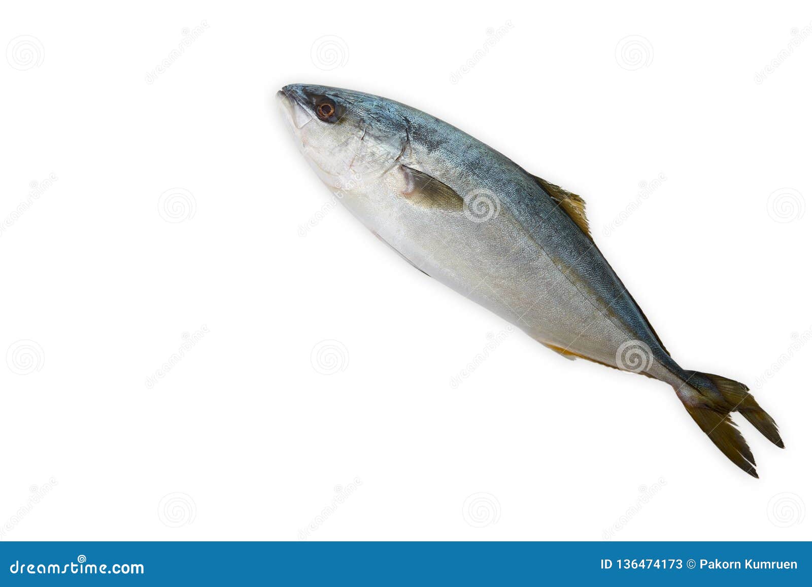 Fresh Fish (hamachi Fish) on White Stock Image Image of freshness