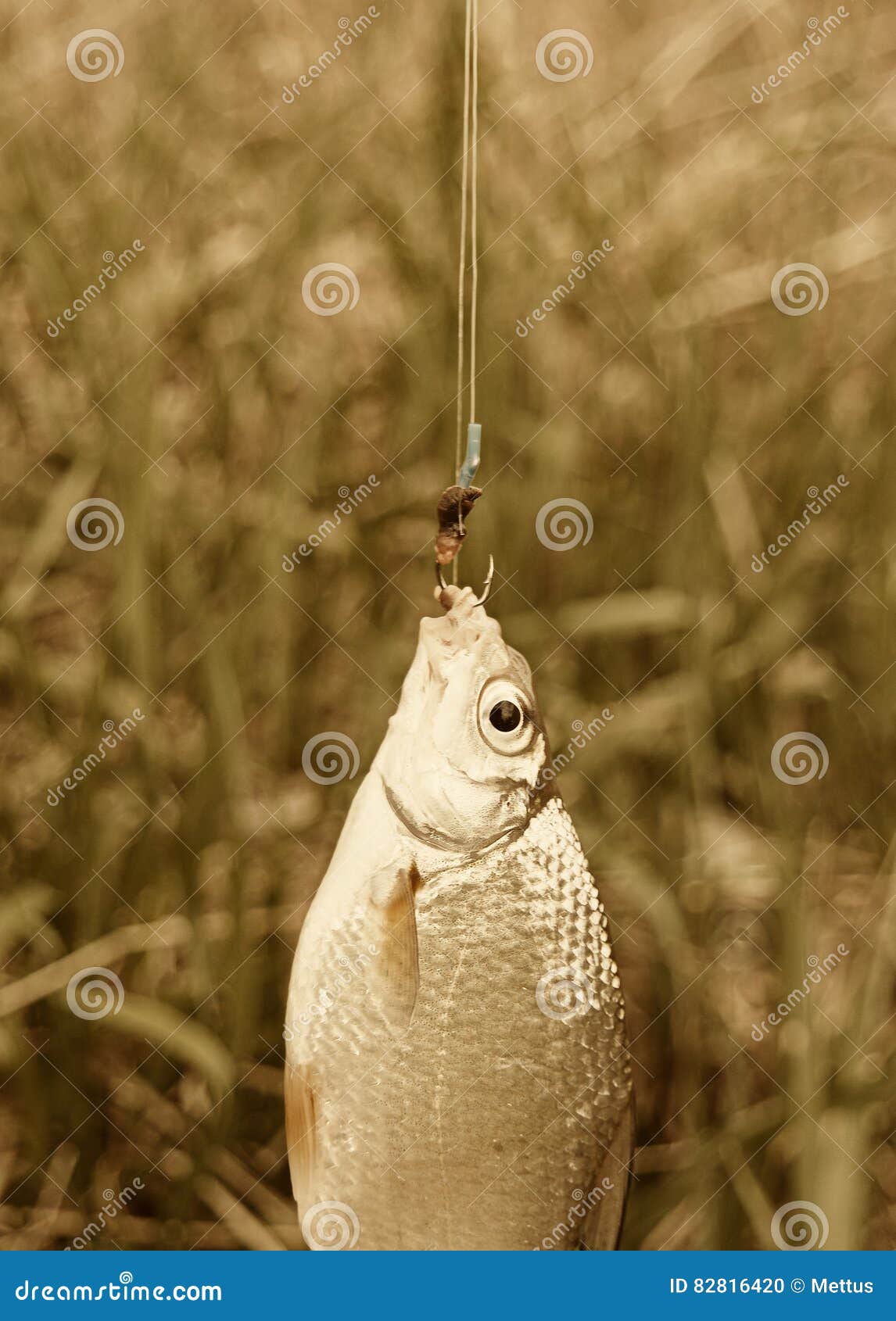 Fresh Fish Hanging on Fishing Rod and Two Hooks with Worms, Vintage  Colorized Stock Photo - Image of sport, carp: 82816420
