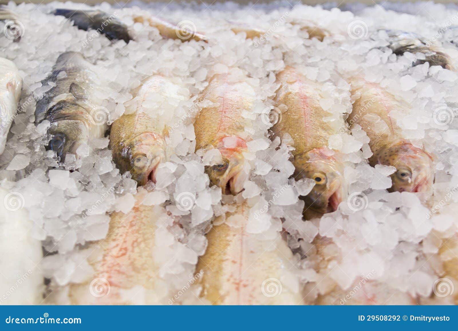 Fresh fish in ice stock photo. Image of fishery, meat 29508292