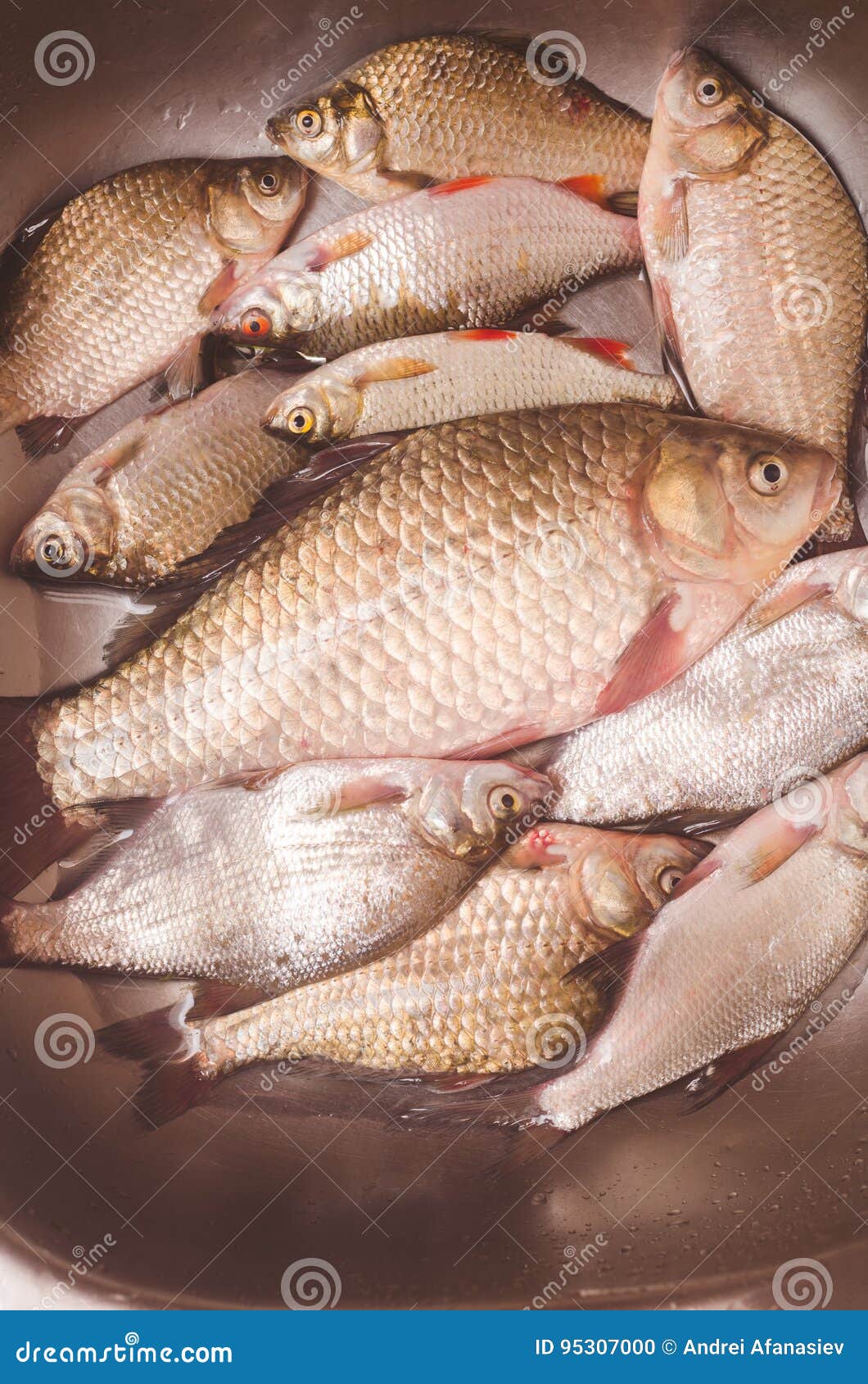 4,019 Fish Lie Stock Photos - Free & Royalty-Free Stock Photos from  Dreamstime