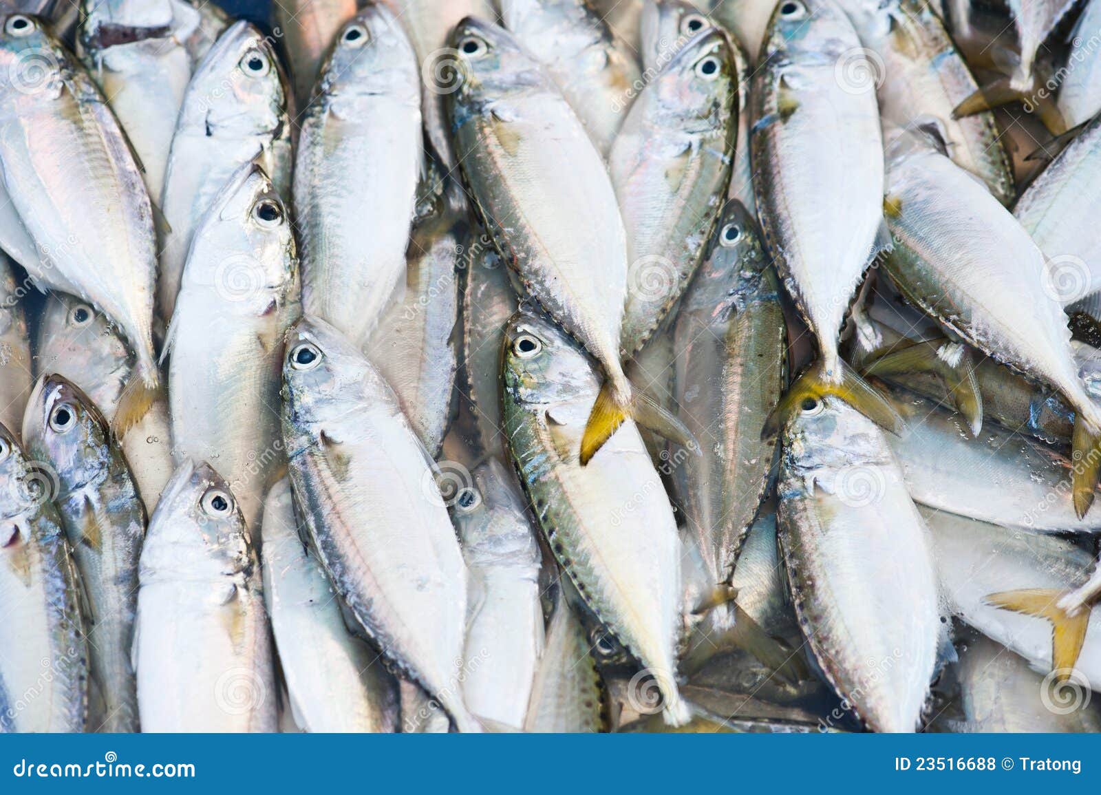 Fresh fish on the market stock photo. Image of trading 23516688