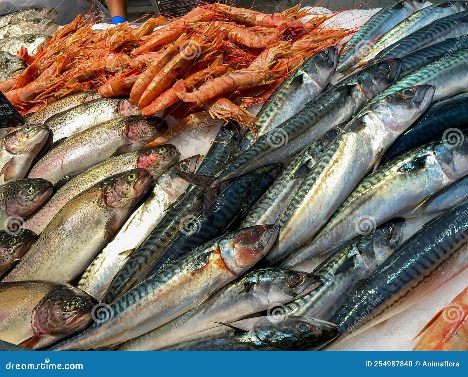 Fresh Fish at the Fish Market Stock Photo Image of vitamin, adriatic
