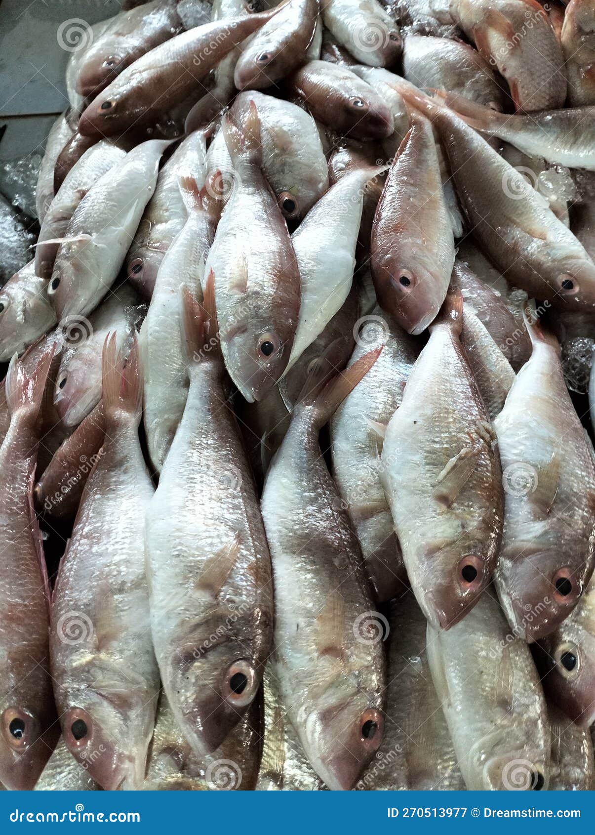 Fresh fish at market stock image. Image of wildlife 270513977