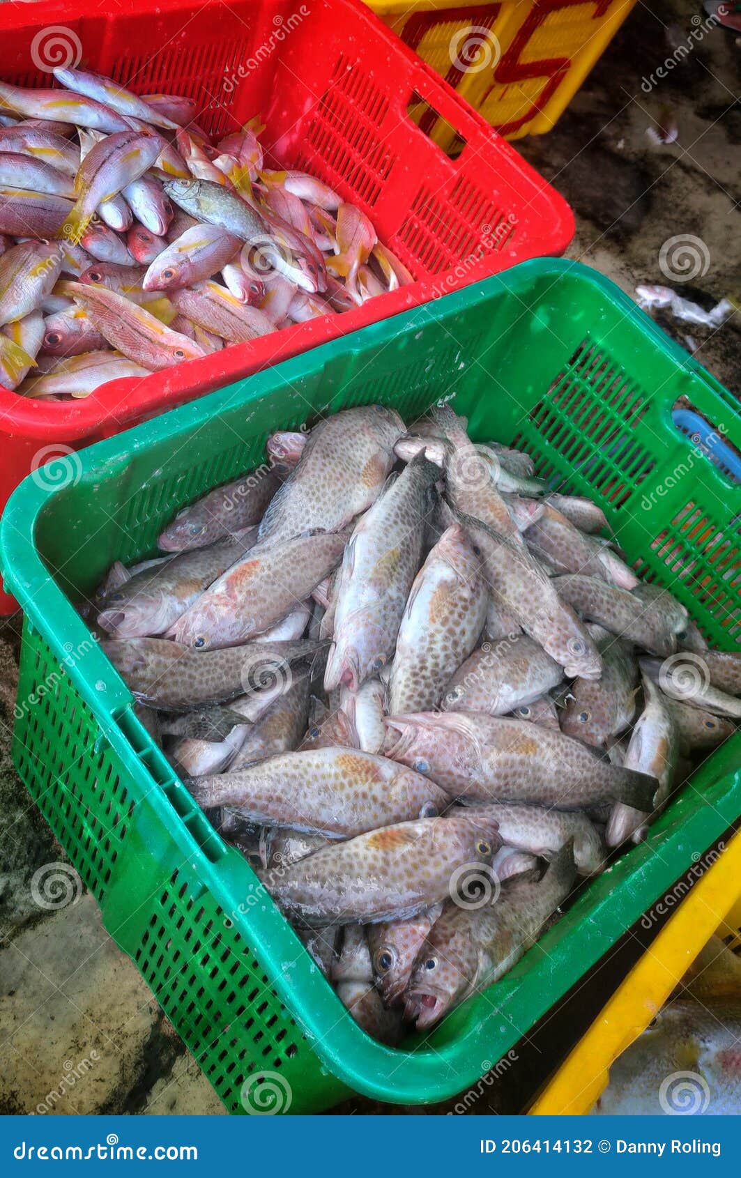 Fresh fish at the market stock photo. Image of green 206414132