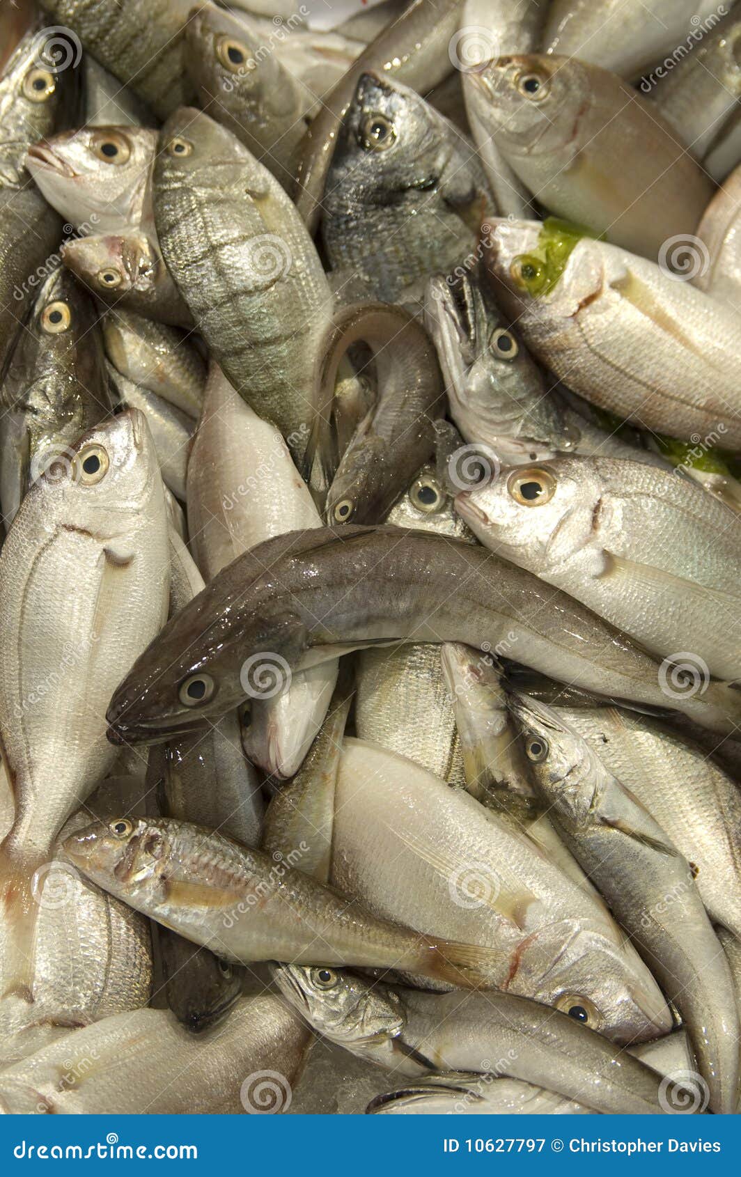 Fresh fish at market place stock image. Image of plaice 10627797