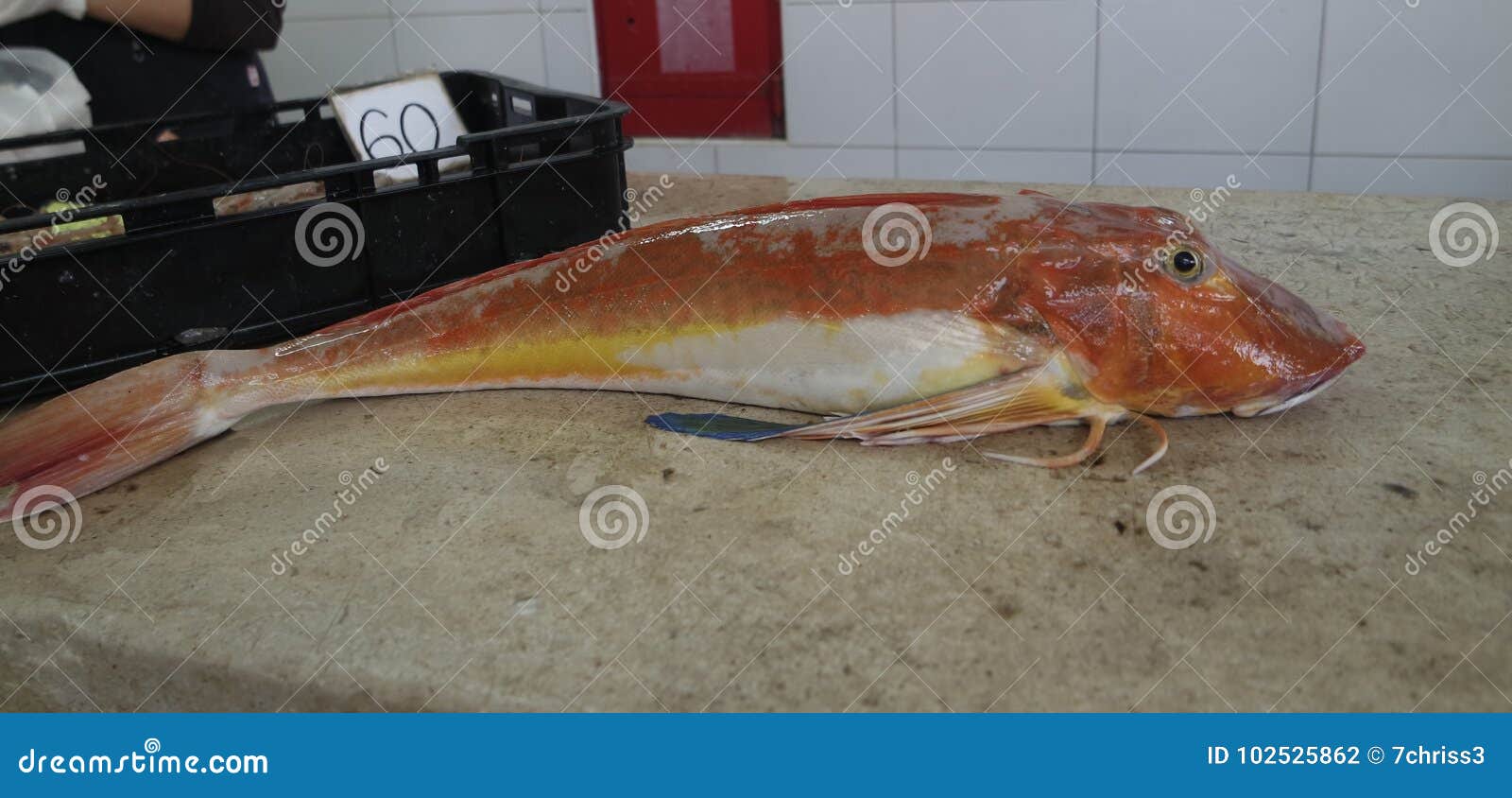 Fresh Fish from Fish Market in Split Stock Photo Image of prepare