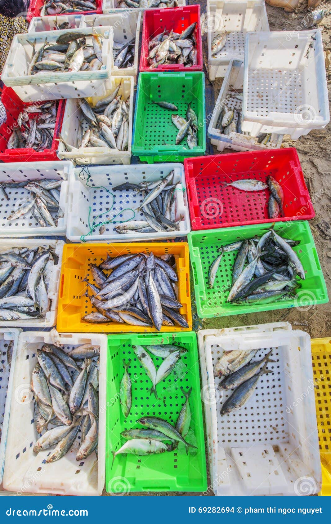 Fresh Fish In Plastic Tray On The Beach Near Long Hai Fish ...