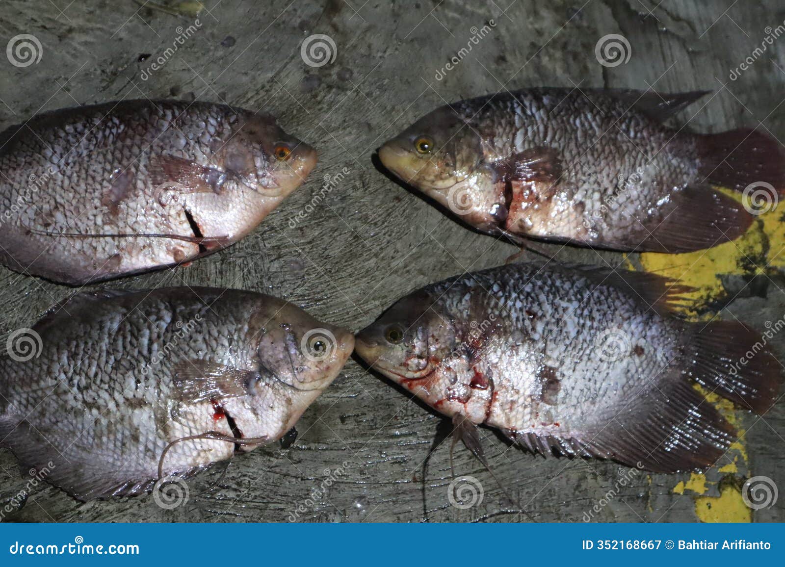 fresh fish is ready to be processed, promising a delicious dish rich in nutrients.