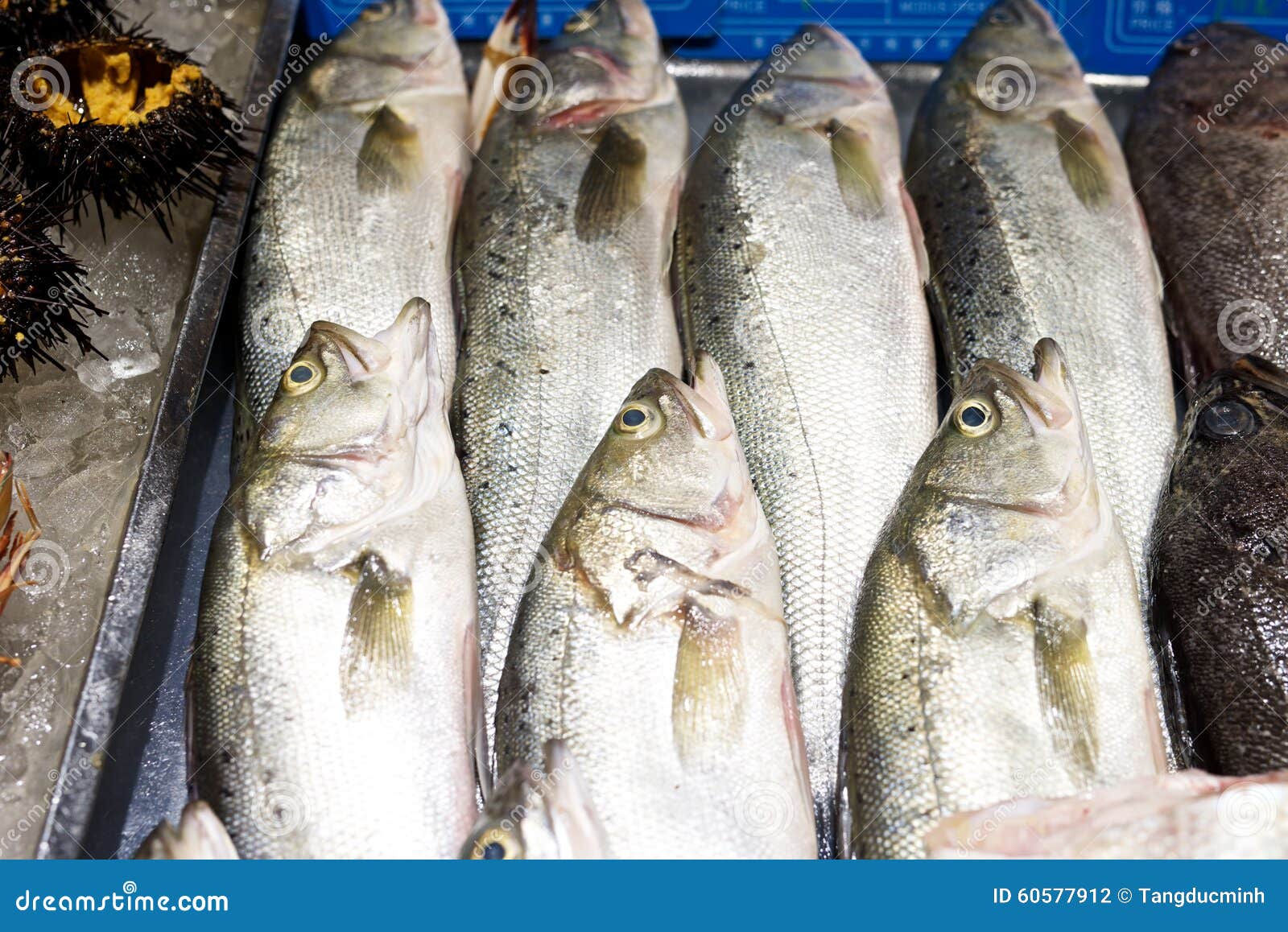 Fresh Fish in Restaurant Market Stock Photo Image of appetizer