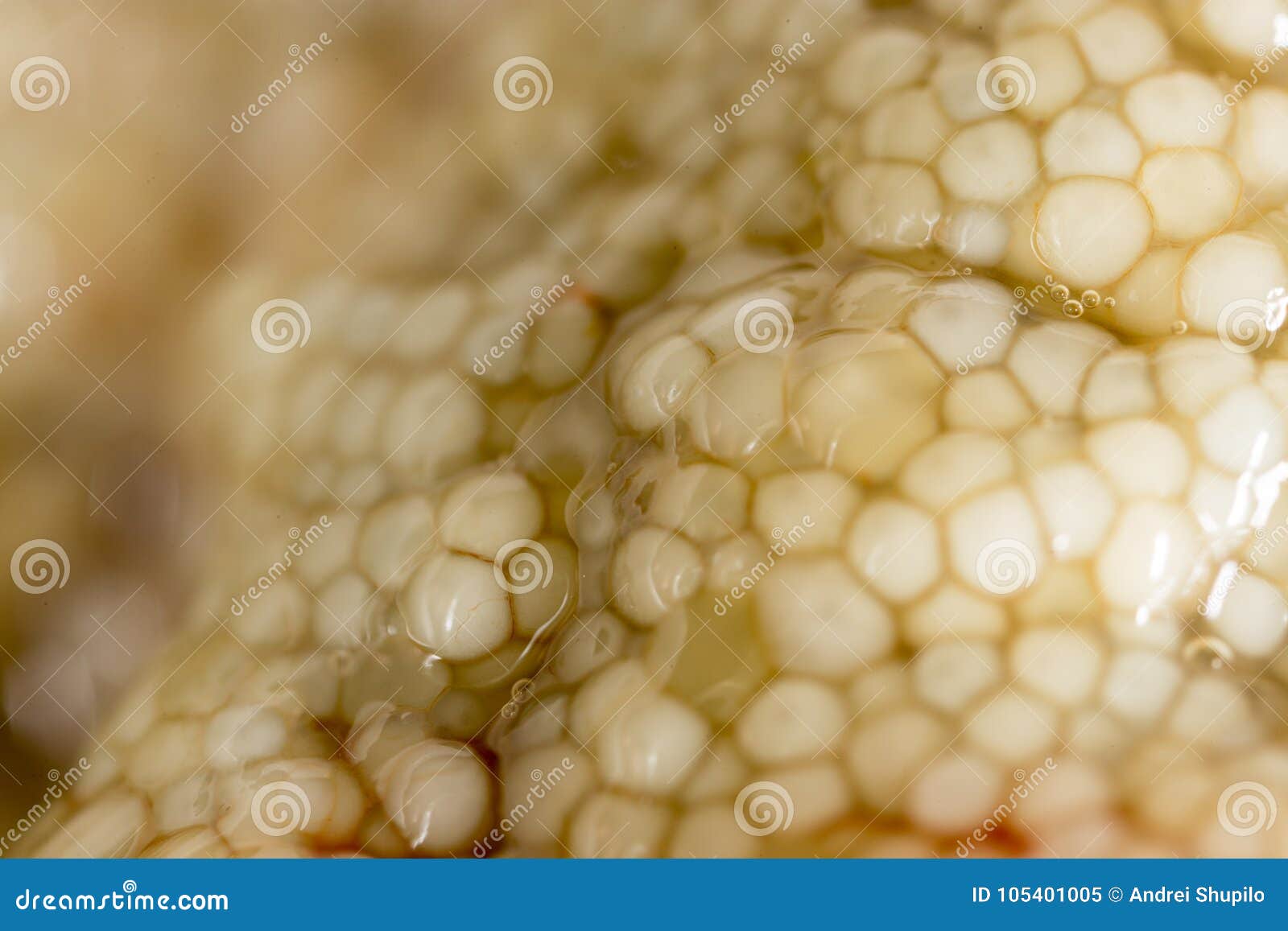 Fresh Fish Roe As a Background. Macro Stock Image Image of organic