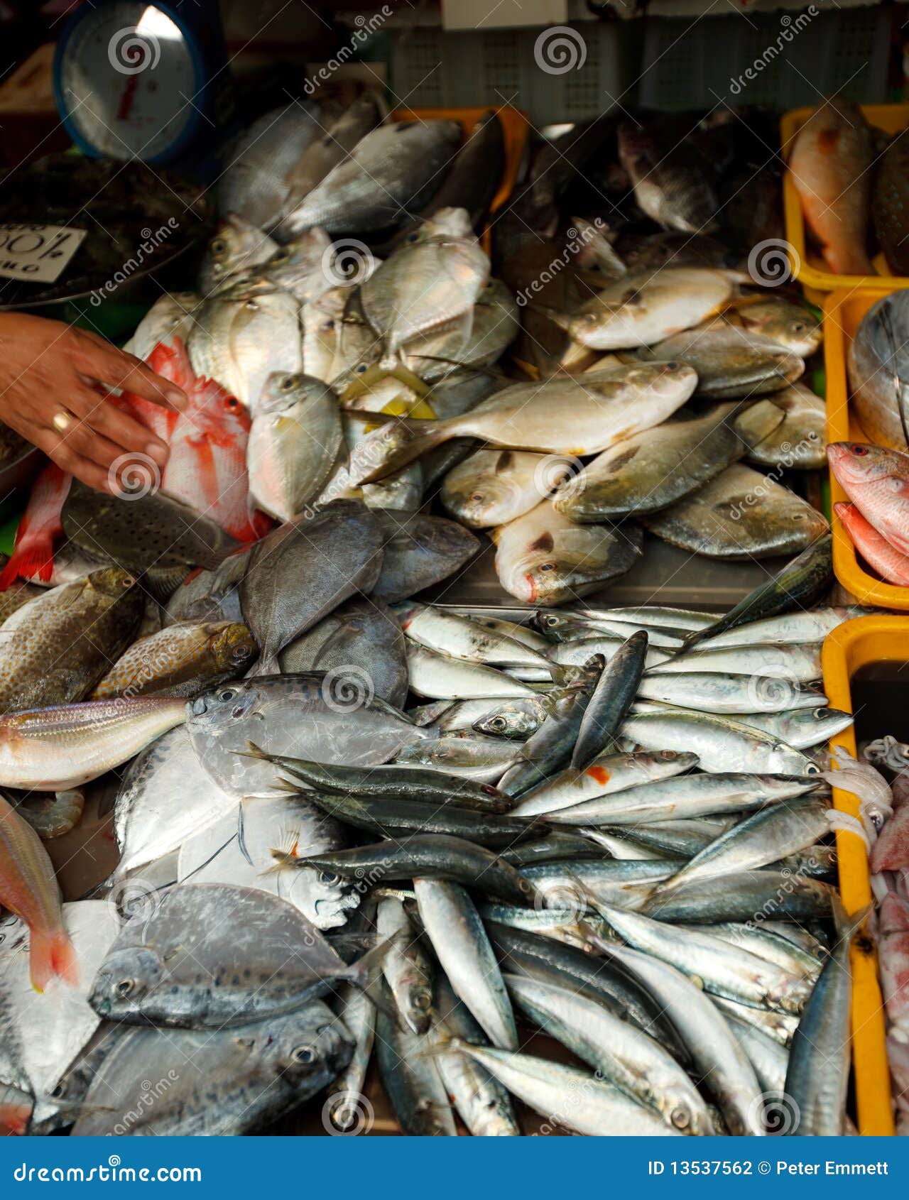 Fresh fish for sale stock photo. Image of health, silver 13537562