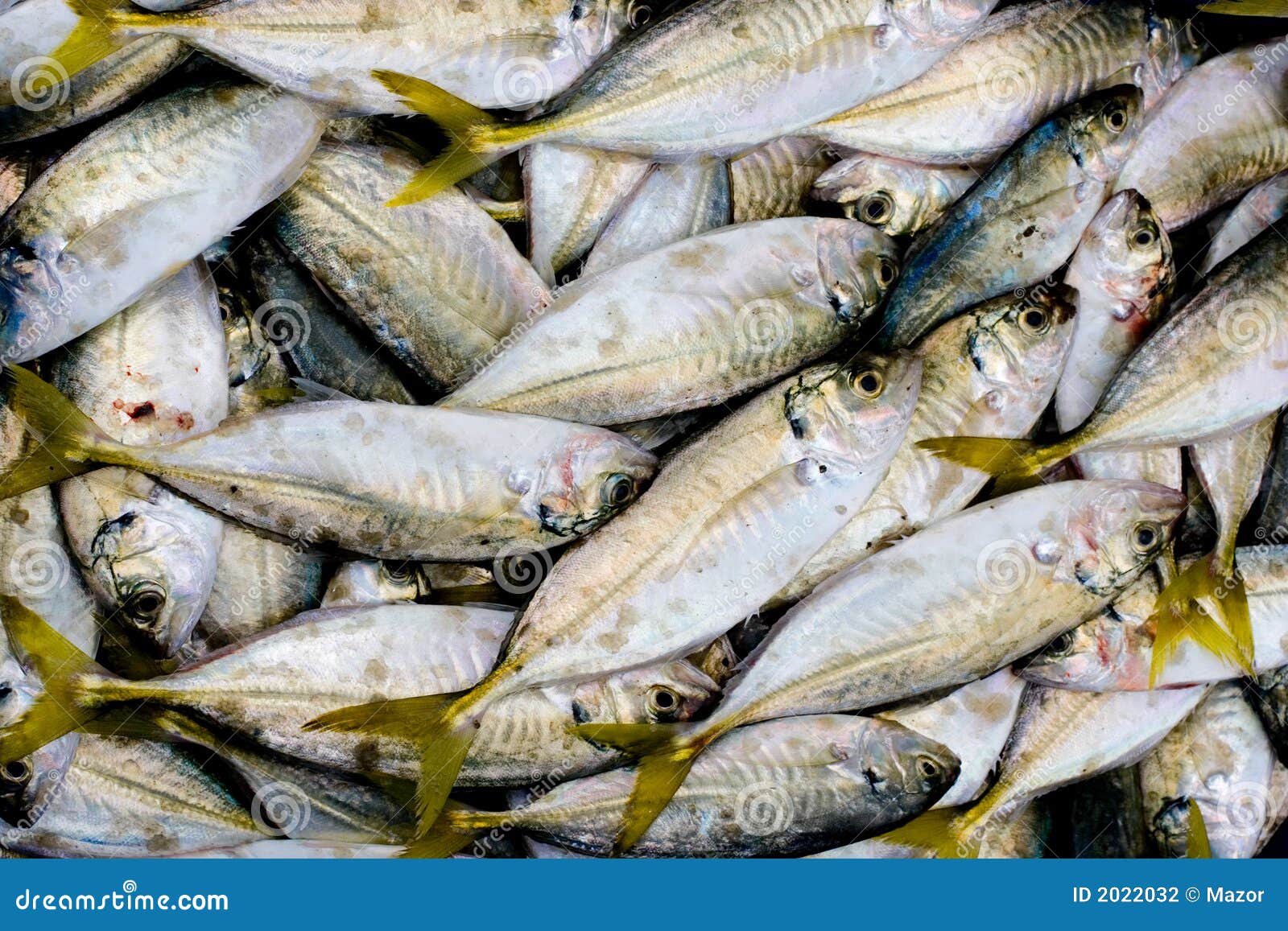 FRESH FISH for SALE. stock photo. Image of cook, lunch 2022032
