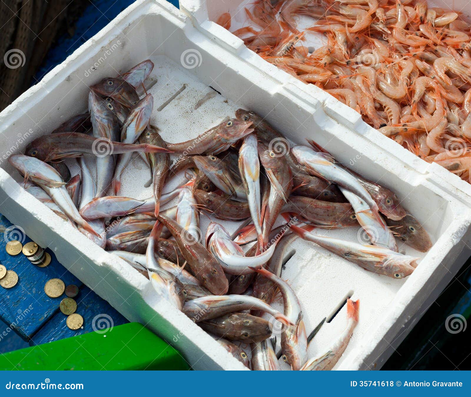Fresh Fish for Sale at the Harbor Stock Photo Image of ocean, animal