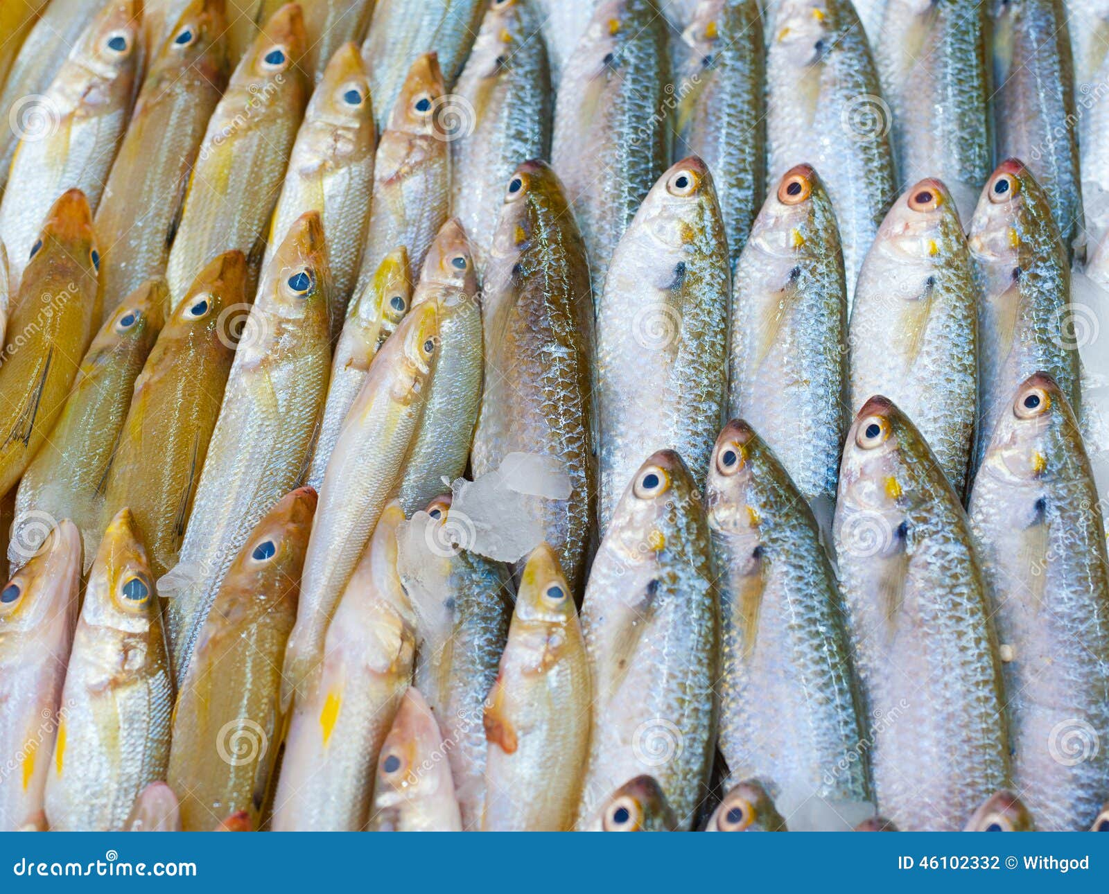 Fresh fish for sale stock photo. Image of line, seafood 46102332