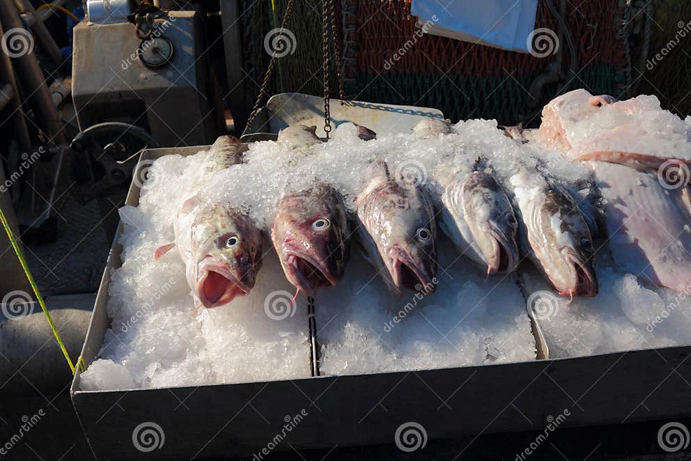 Fresh Fish Sales, Pacific Cod Stock Photo Image of fishboat