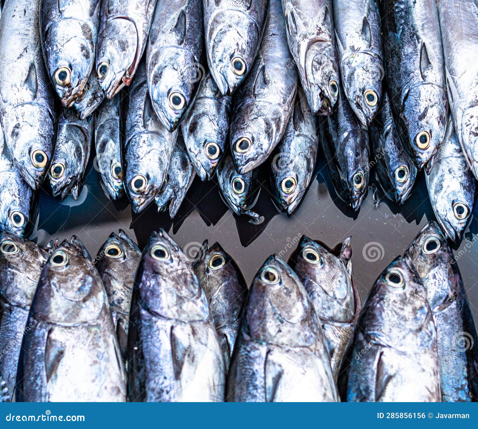 Fresh Fish at the Seafood Market Stock Photo Image of mackerel