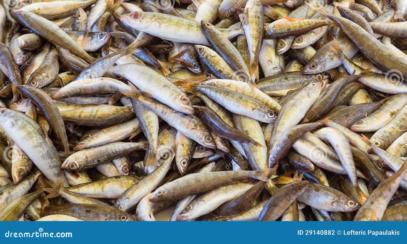 Fresh Fish at the Seafood Market Stock Photo Image of fresh, meal