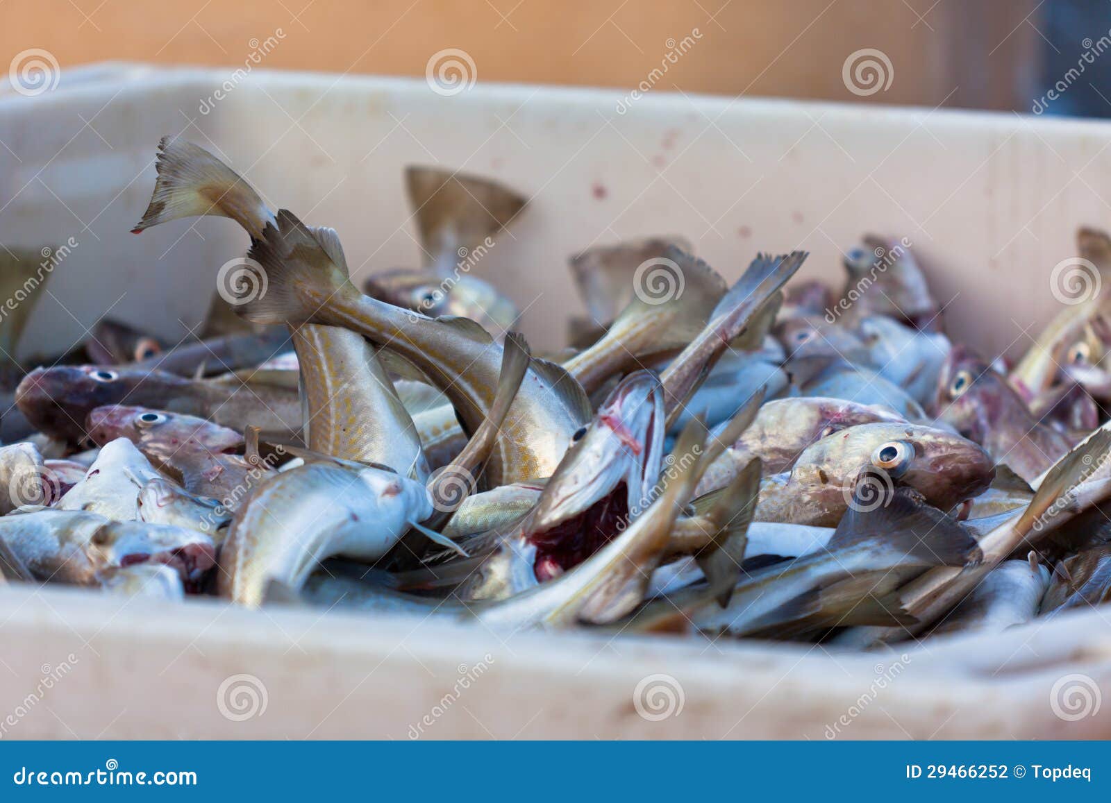 Fresh Fish in Shipping Container Stock Photo Image of blood, north