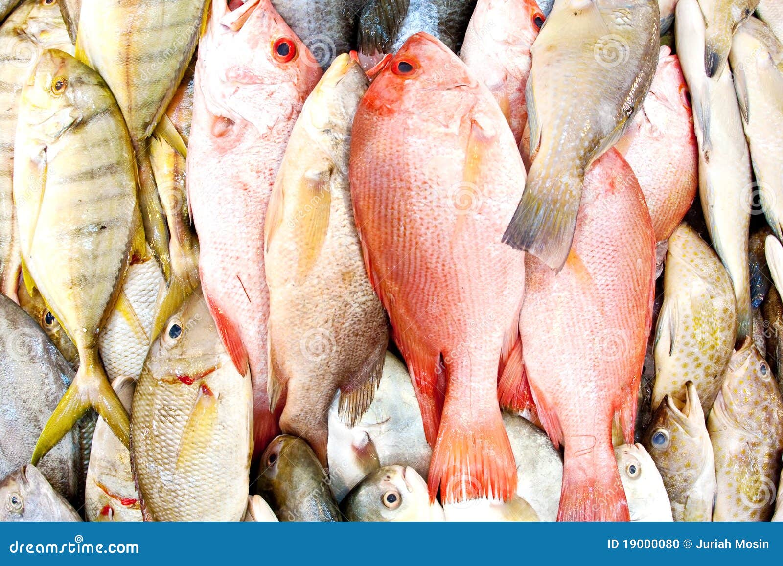 Fresh fish in a wet market stock photo. Image of diet 19000080