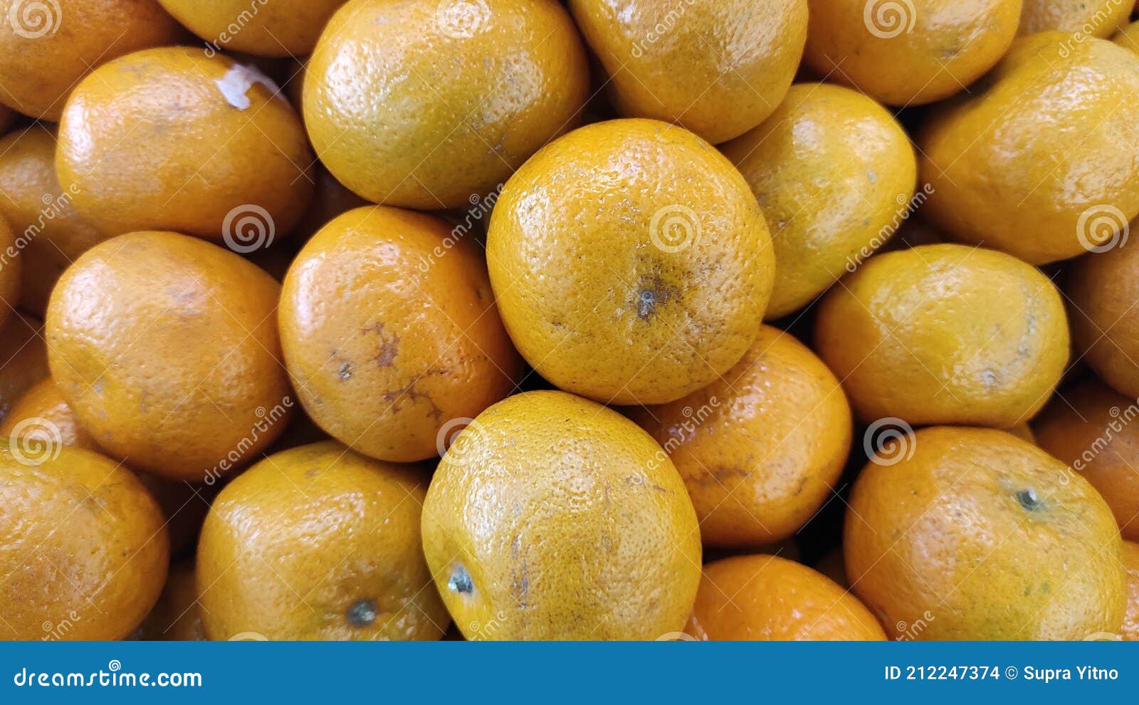 Fresh Florida Oranges Sweet and Juicy Stock Photo Image of sweet