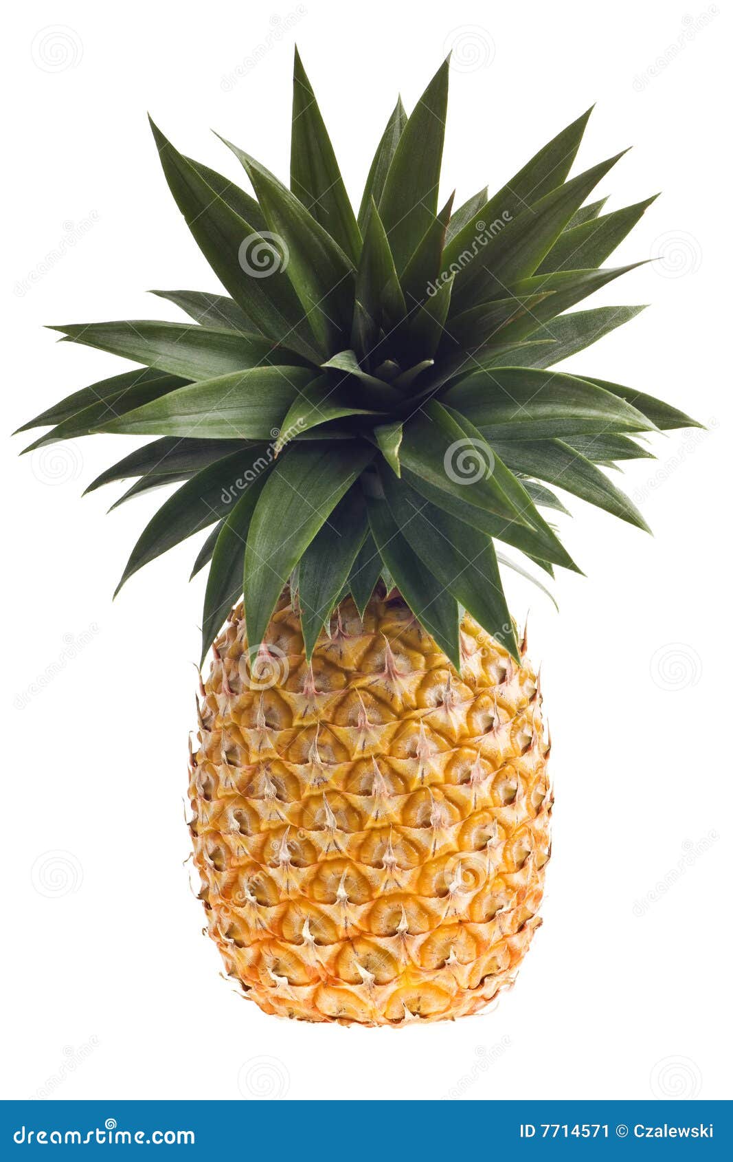 Fresh Florida Pineapple Isolated on White Stock Image Image of