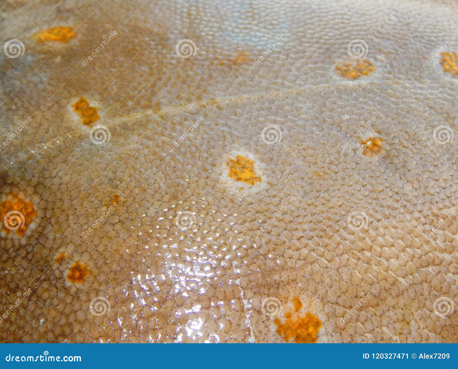 Fresh flounder texture stock image. Image of background 120327471