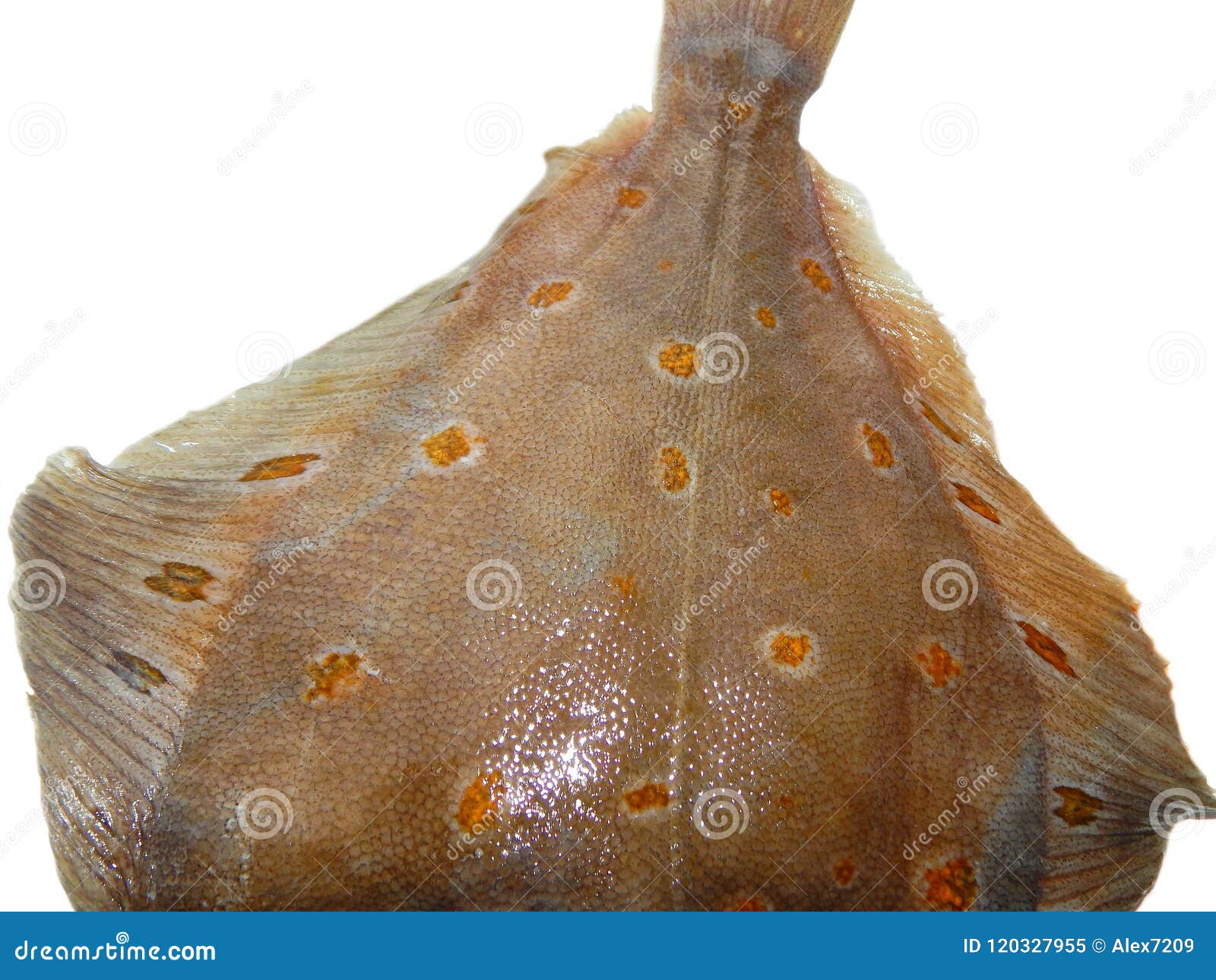 Fresh flounder texture stock image. Image of view, fresh 120327955