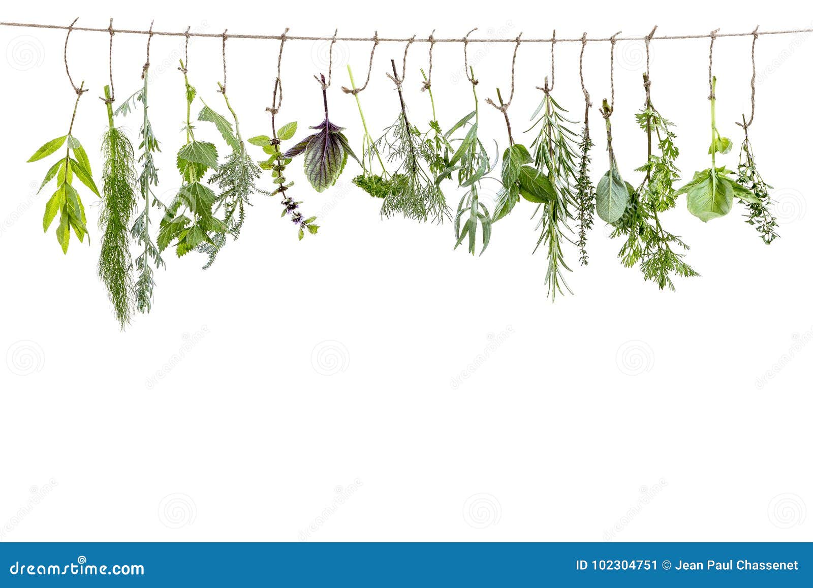 fresh flovouring and medicinal plants and herbs hanging on a string, in front of a white backgroung