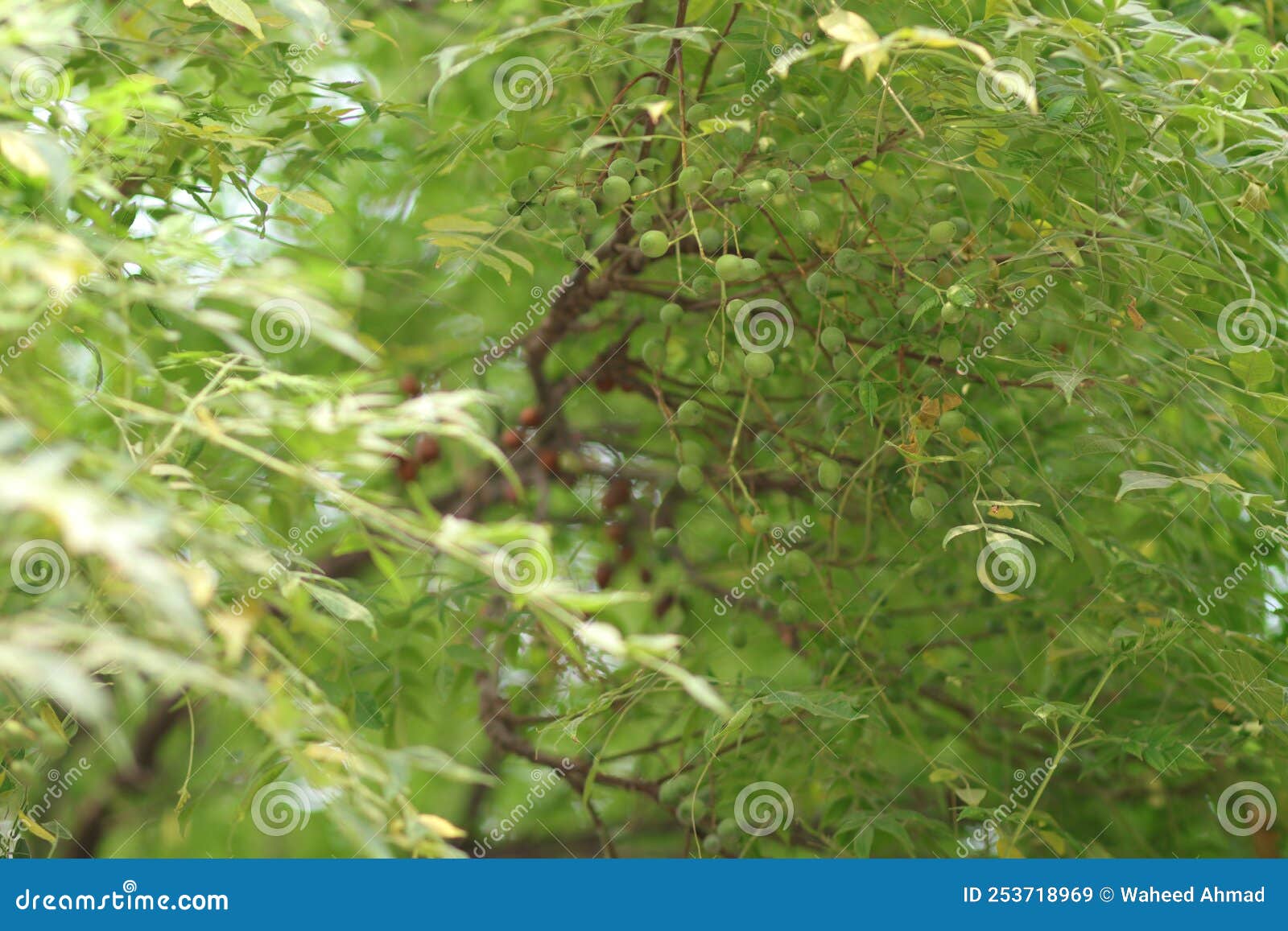A Fresh Flower is Planted on a Neem Tree Stock Image Image of shrub, vegetation 253718969