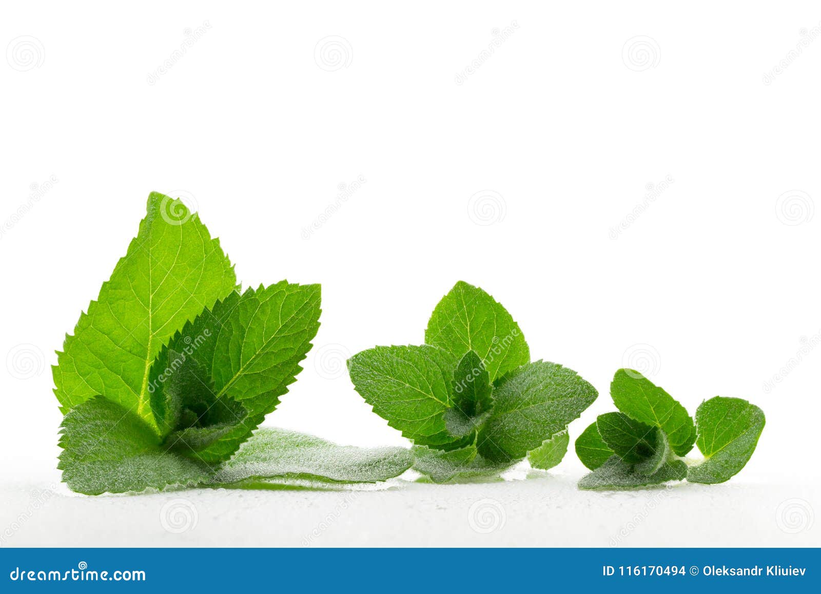 boiling mint leaves in water boiling mint leaves in water