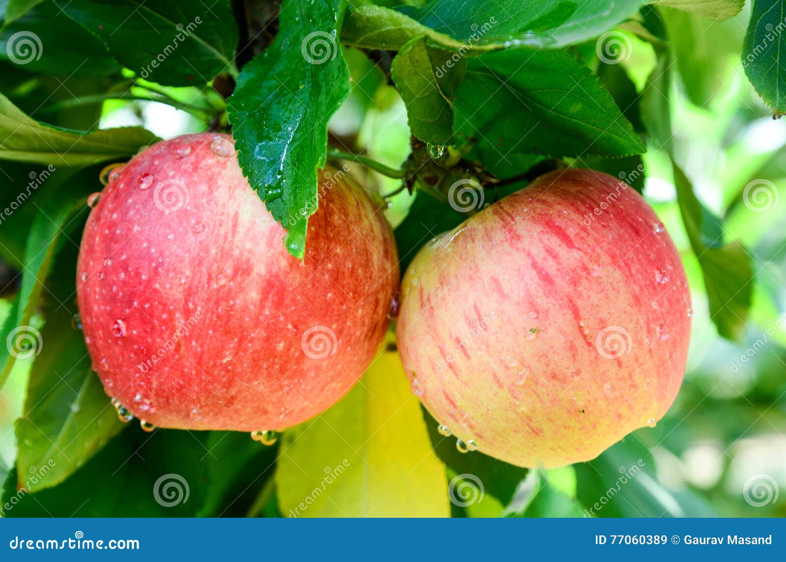 Fresh fruit in farm stock image. Image of jona, nature 77060389