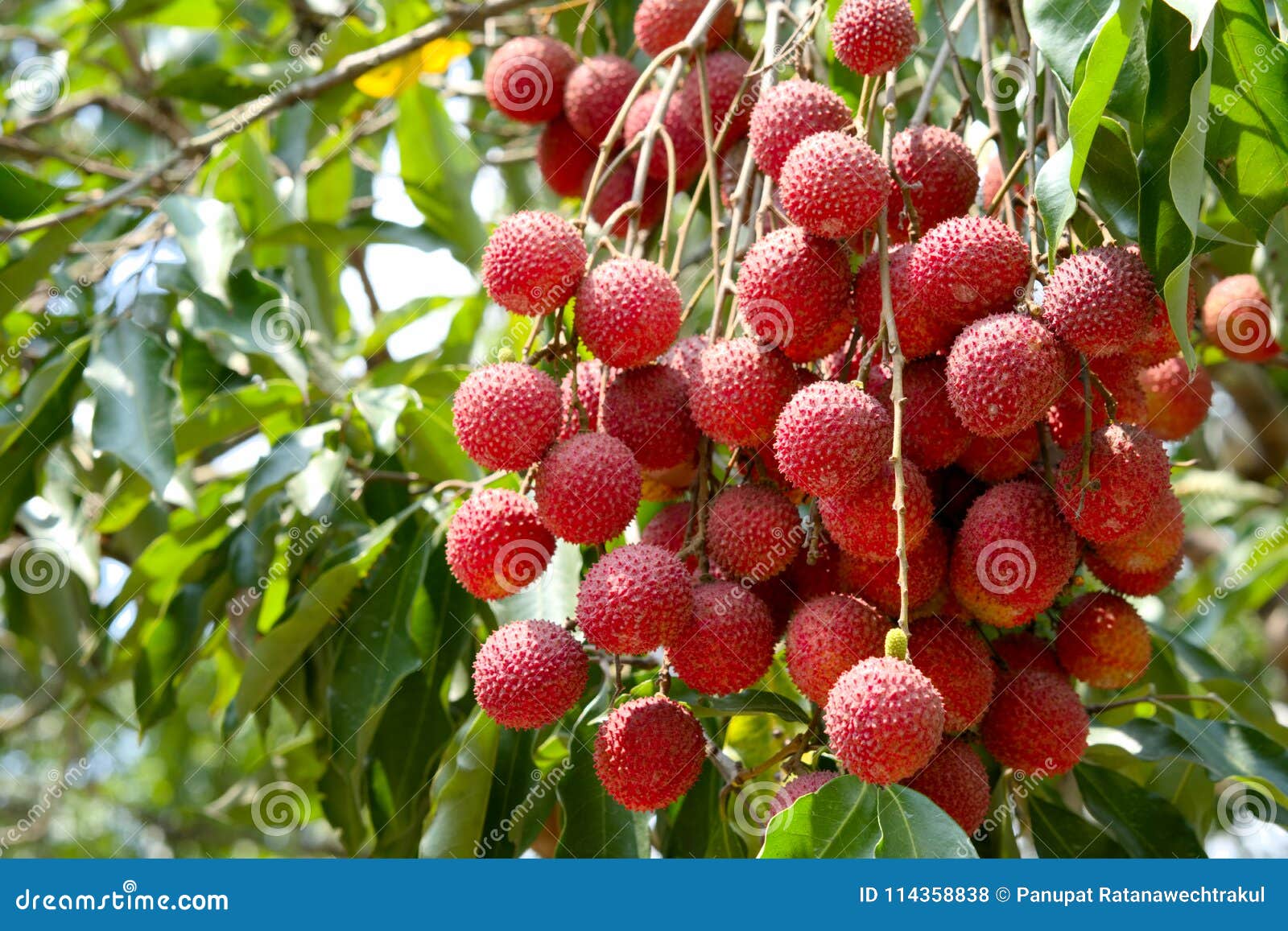A Fresh Fruit Lychee and Leaf on the Lychee Tree. Stock Photo Image