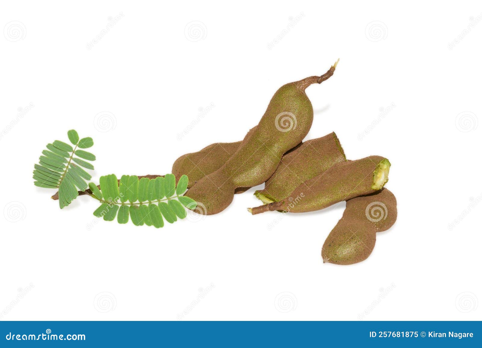 Fresh fruit raw tamarind stock image. Image of vegetarian 257681875