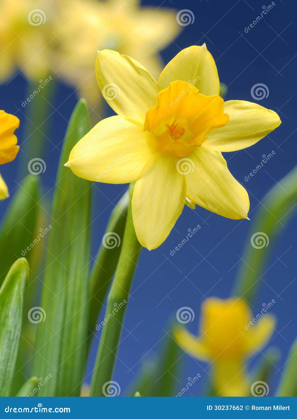 Daffodils stock photo. Image of beautiful, leaf, meadow 30237662