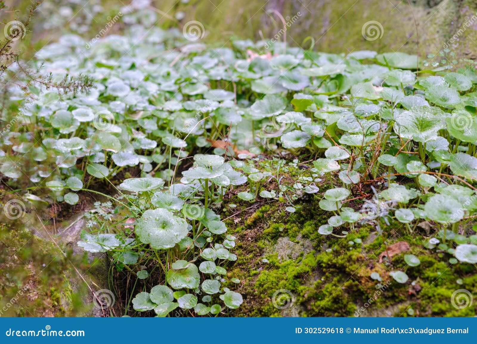 fresh garden landscape special for wallpaper