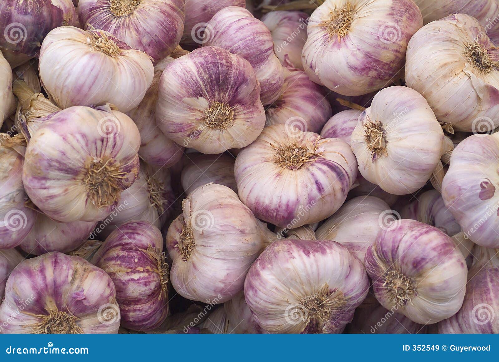 Fresh garlic stock image. Image of france, european, spanish 352549